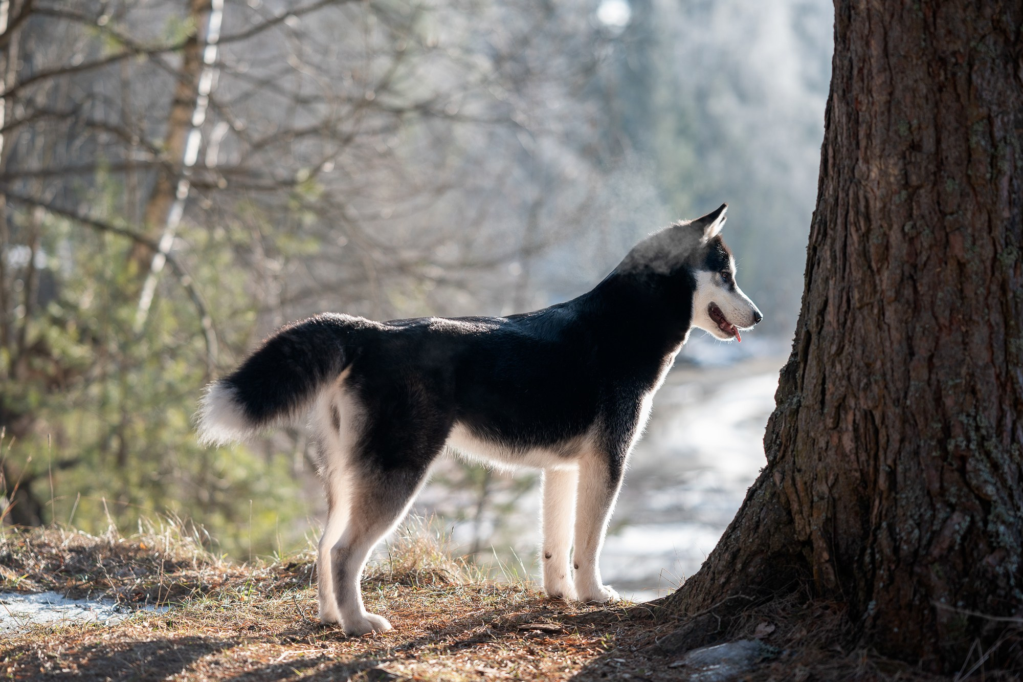 Прогулка в лесу. Творческий фотограф Вологда
