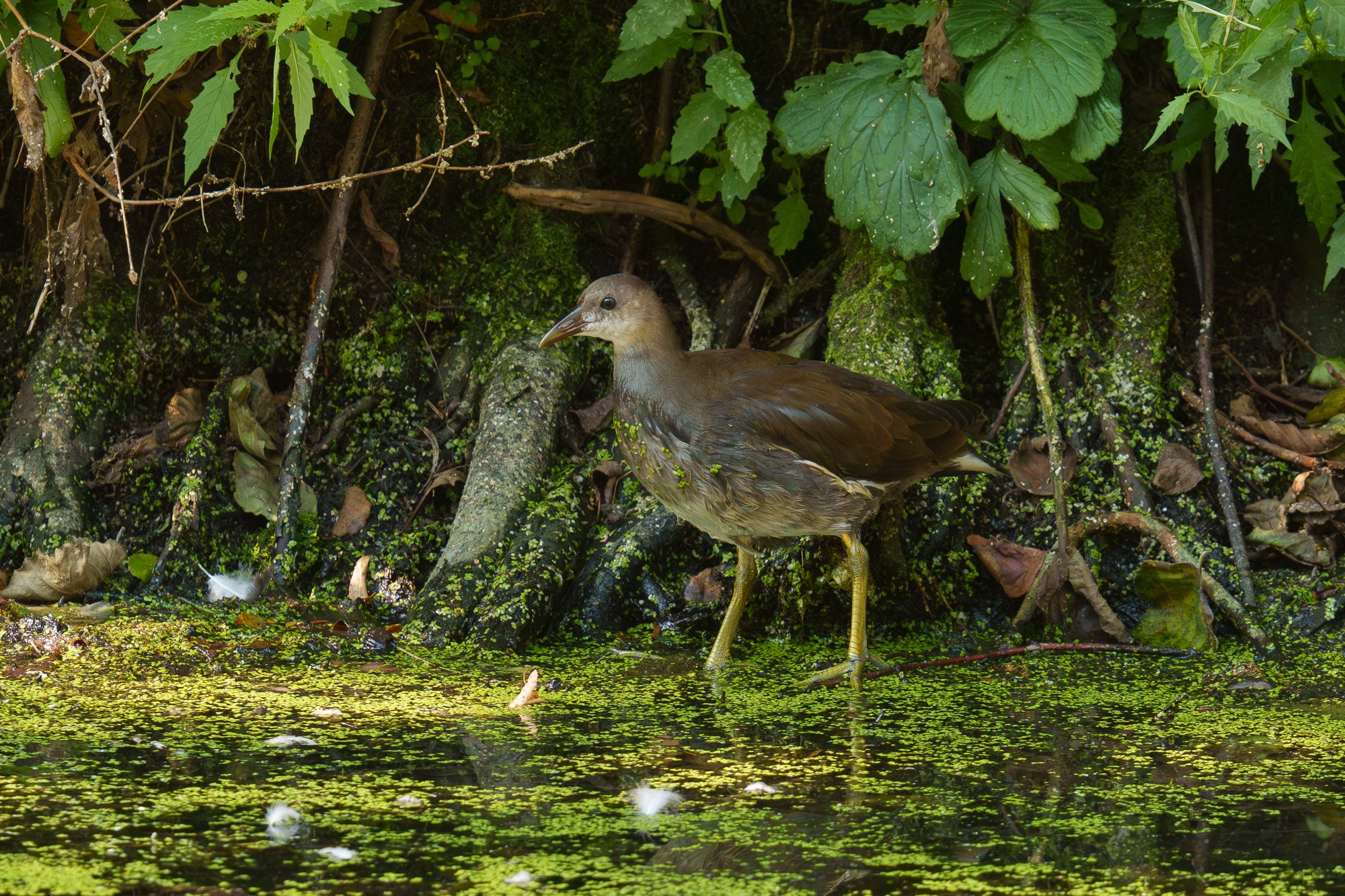 Удивительные мир птиц. Вокруг нас столько прекрасного — присмотритесь!. Ваш личный фотограф Марина Волкова