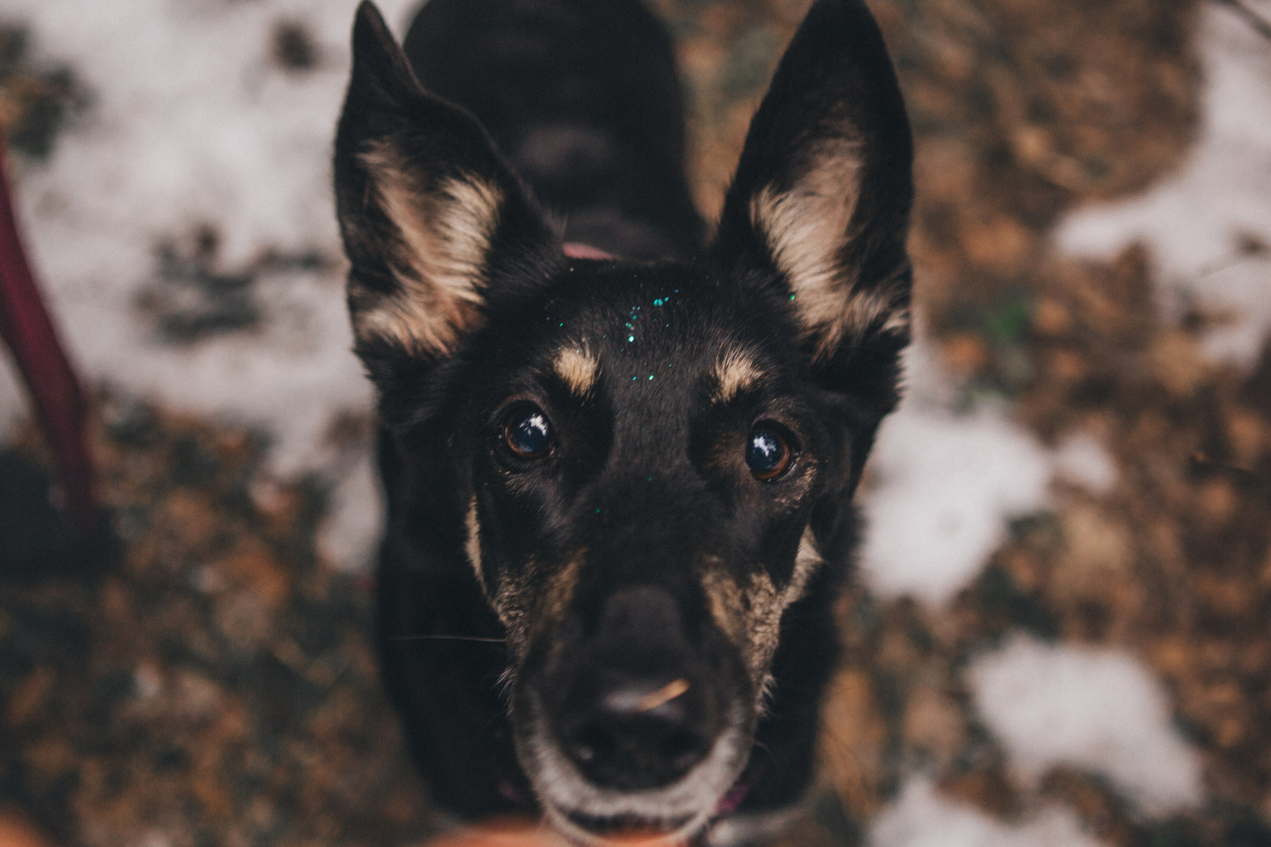 A cinematic tale of true love and unbreakable friendship between a man and a dog. Portrait, family and pet photographer in Cyprus, Ksenia Bourdelle