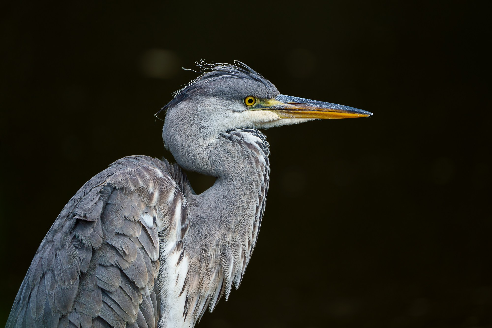 Удивительные мир птиц. Вокруг нас столько прекрасного — присмотритесь!. Ваш личный фотограф Марина Волкова