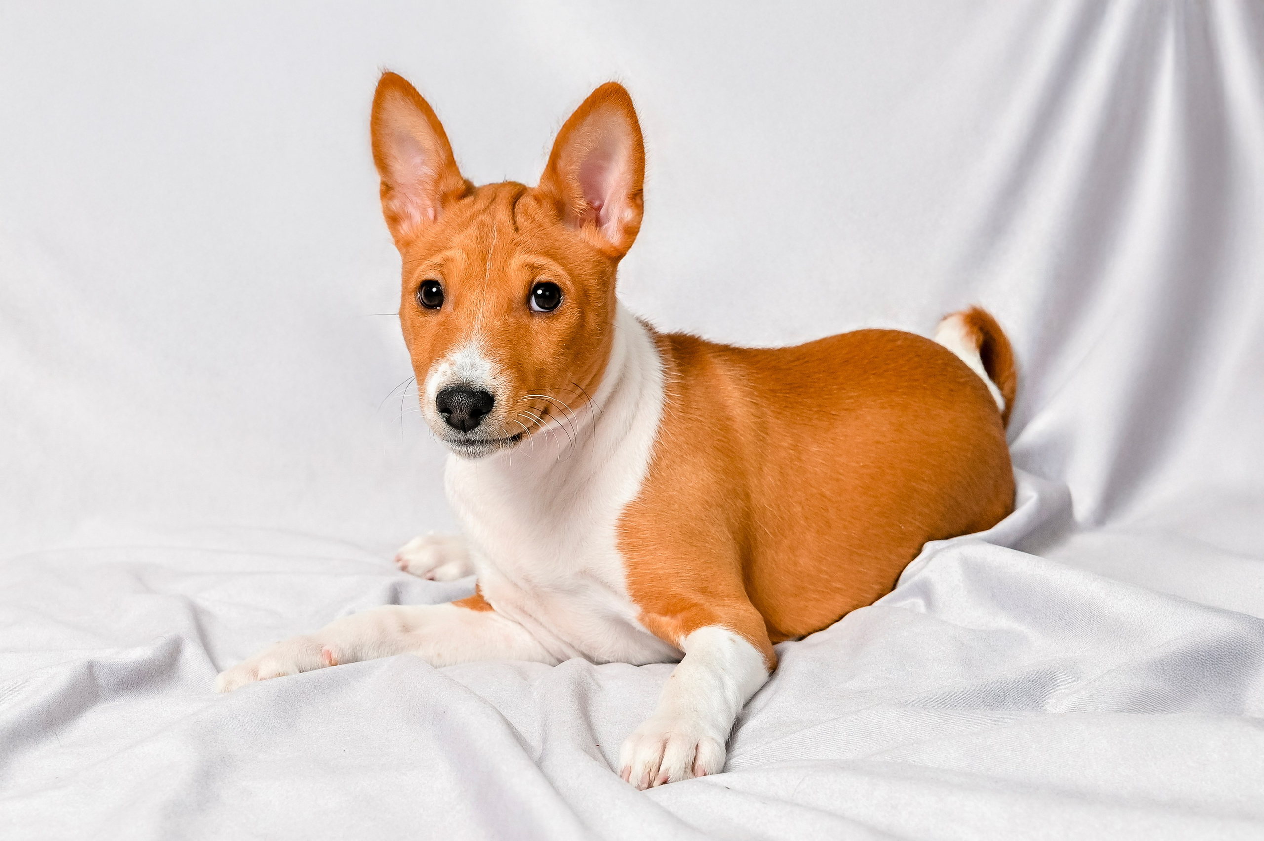 Собаки. Фотограф-анималист в СПб