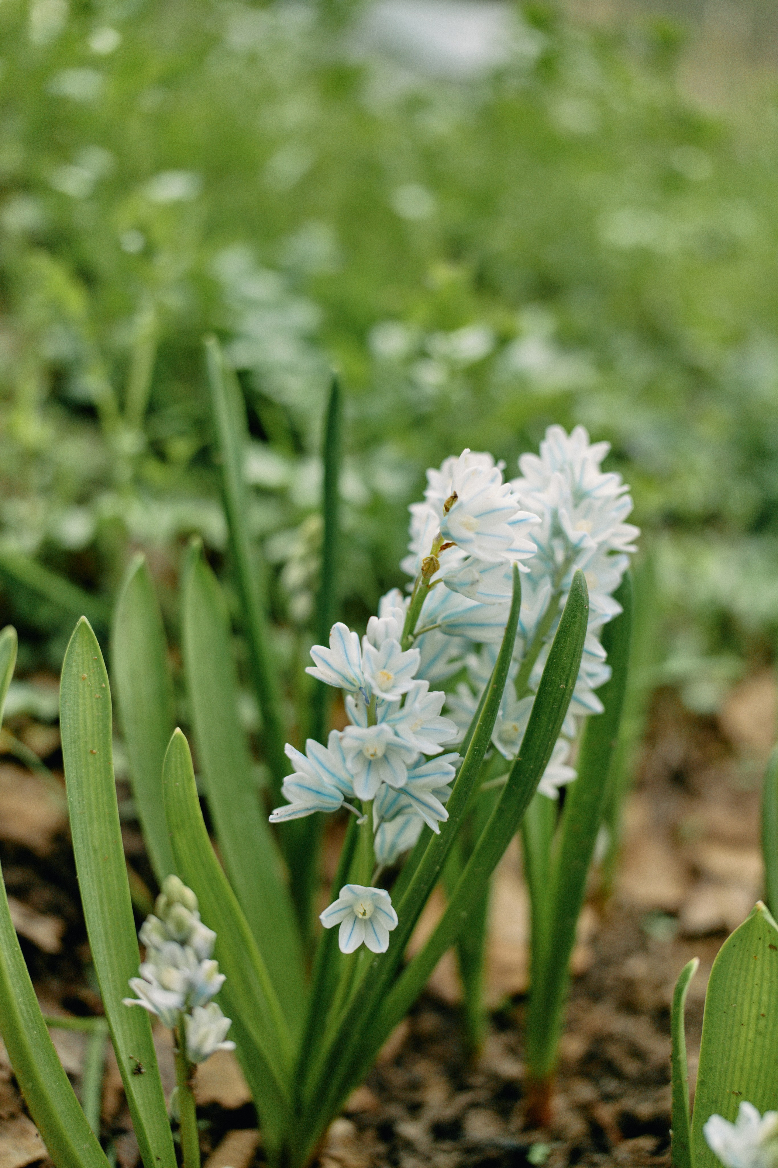 Бутик-отель Поле летом. Профессиональный Фотограф во Владимире, в Москве и в Суздале — Полина Романычева