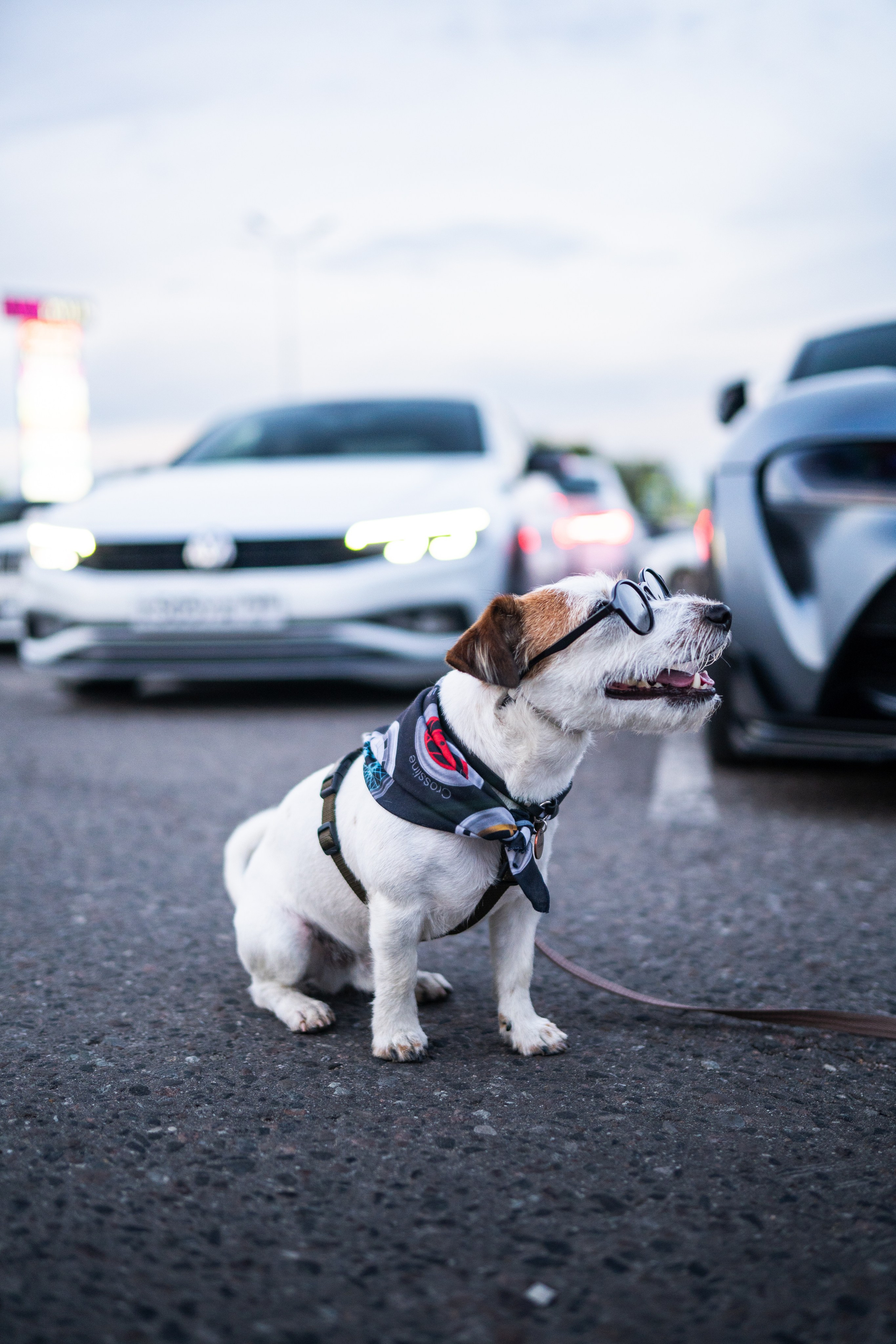 DOWNFLY | 13.07.2024. Mirllaev