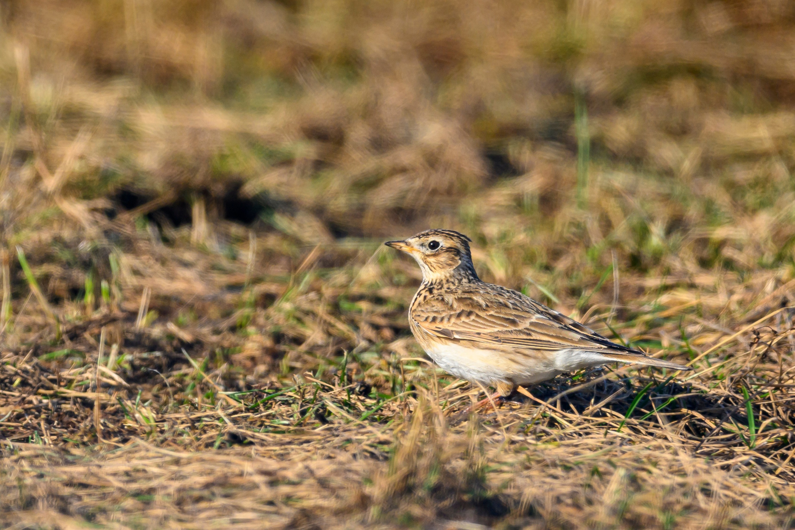 Весна пришла! Пуночки. Фотограф Сергей Пупонин