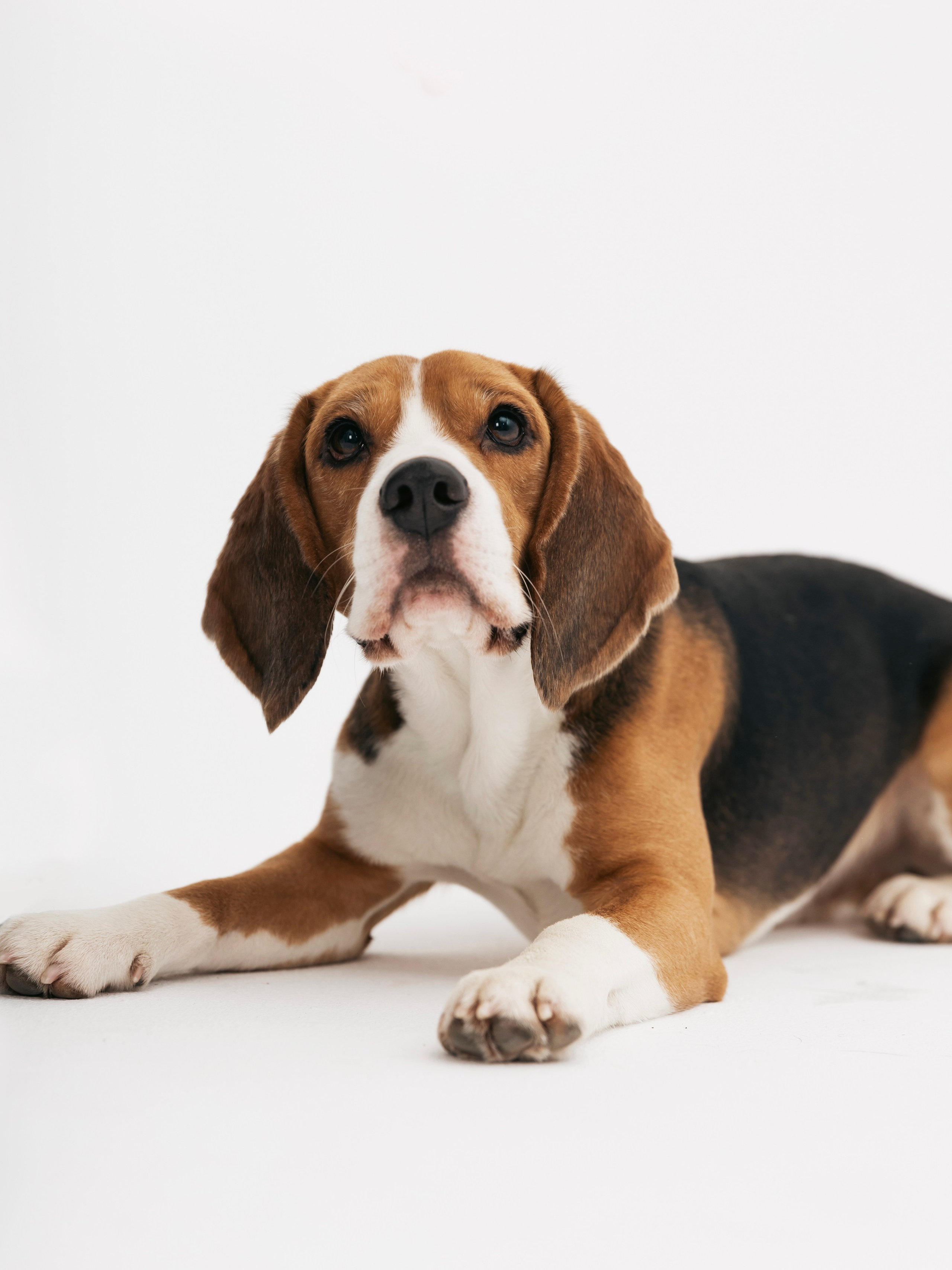 Биглемания. DRIPSTOCK MAG