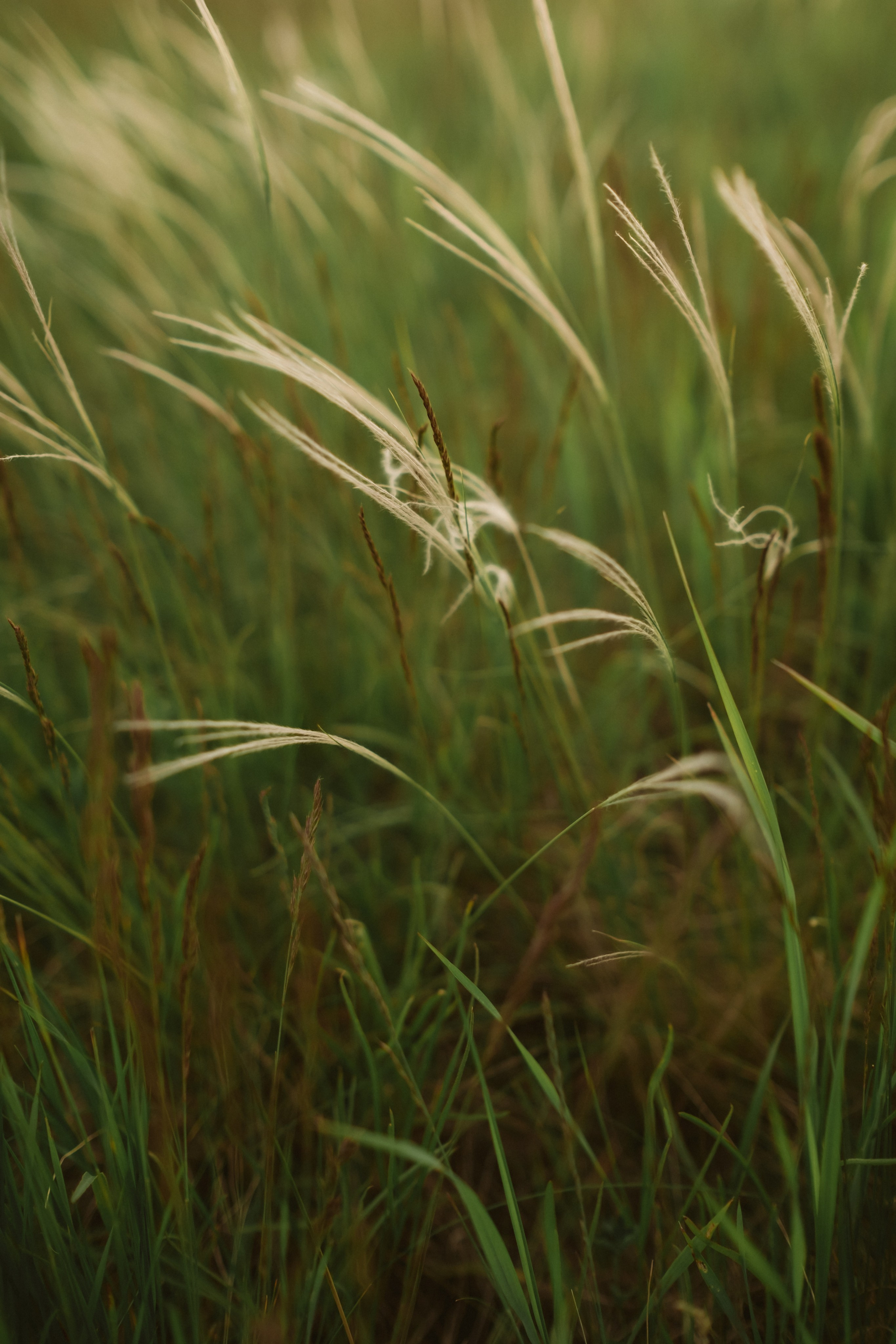 Аня и Дима. Антонина Мезинова фотограф Михайловка и Волгоград
