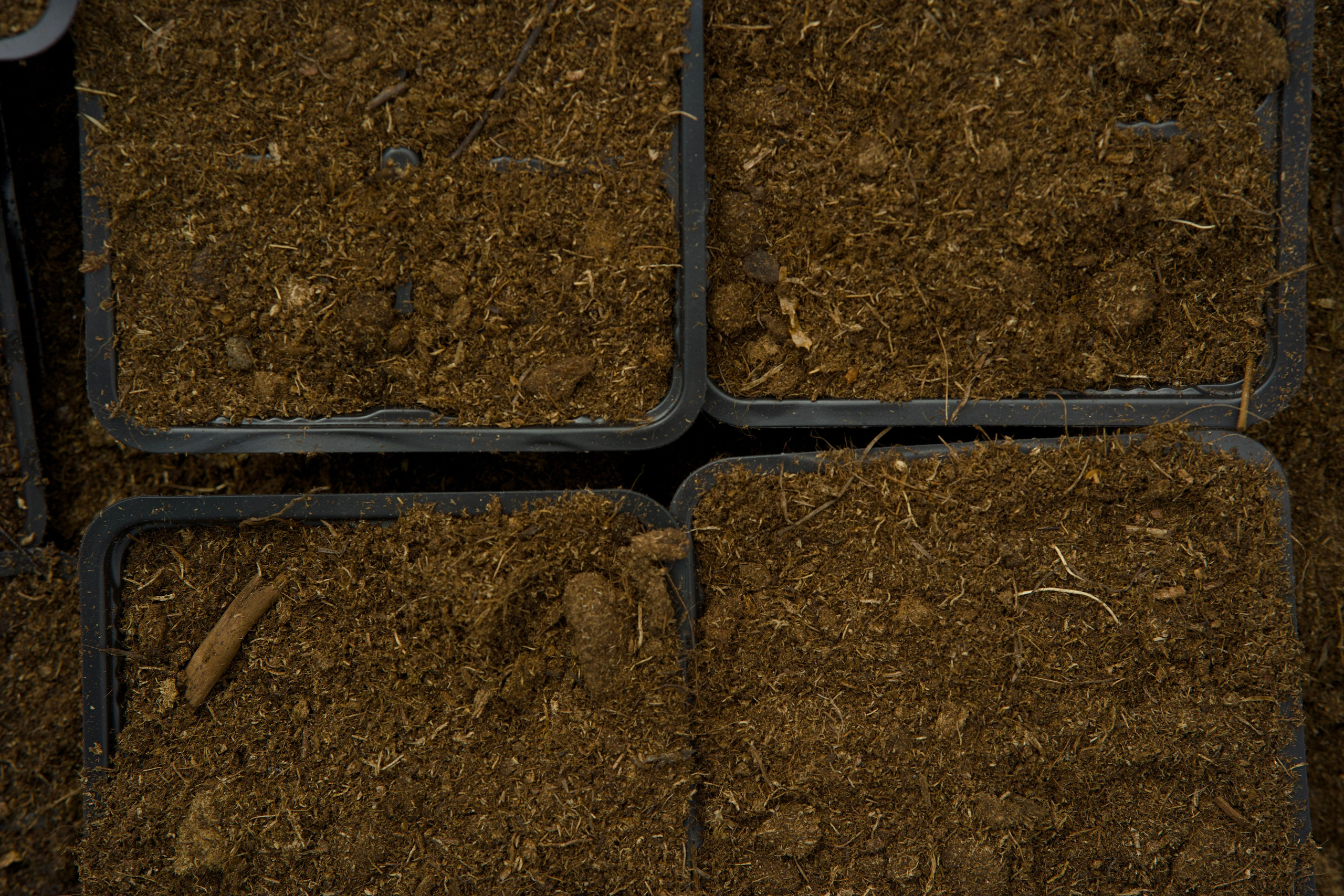 Съёмка для питомника растений «Лаки» под Екатеринбургом. Фотограф в Екатеринбурге: венчания, крещения, репортаж. Видео и трансляции. Официальный фотограф Екатеринбургской епархии