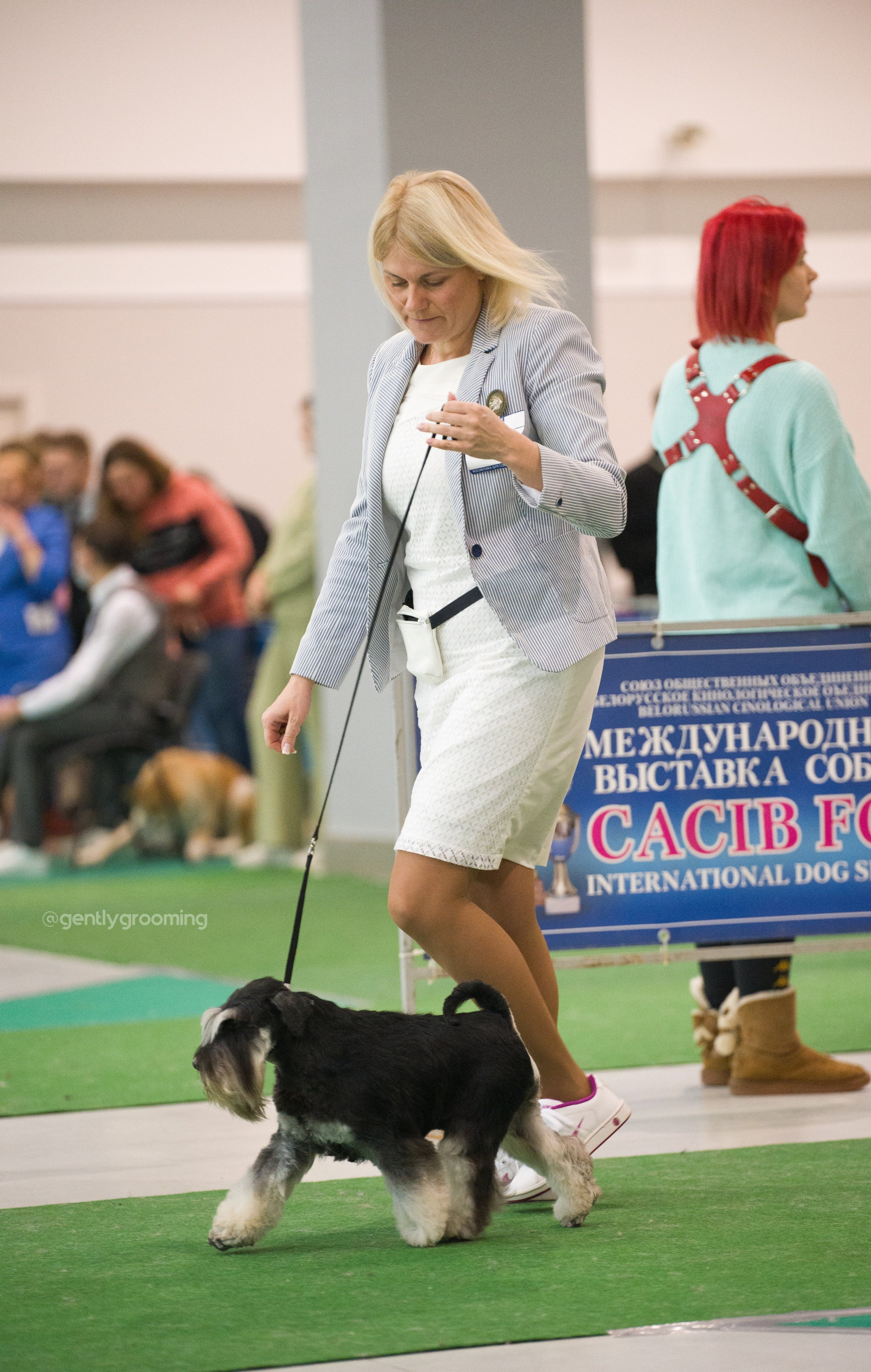 Питомник Делинсо Бэлэнс, щенки цвергшнауцера, купить щенка цвергшнауцера, питомник цвергшнауцеров, кобель цвергшнауцера для вязки, щенок цвергшнауцера, питомник цвергшнауцеров, черный с серебром, цверг, лучший питомник в беларуси