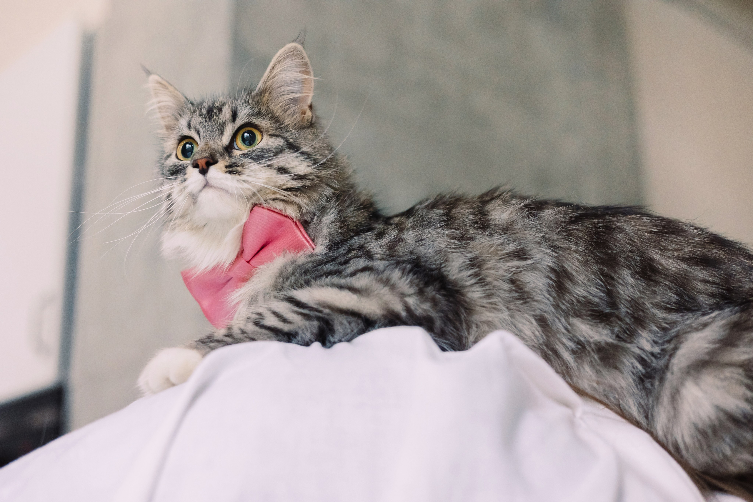 Магазин Friend of mine. Фотограф-анималист Елена Радченко, Москва