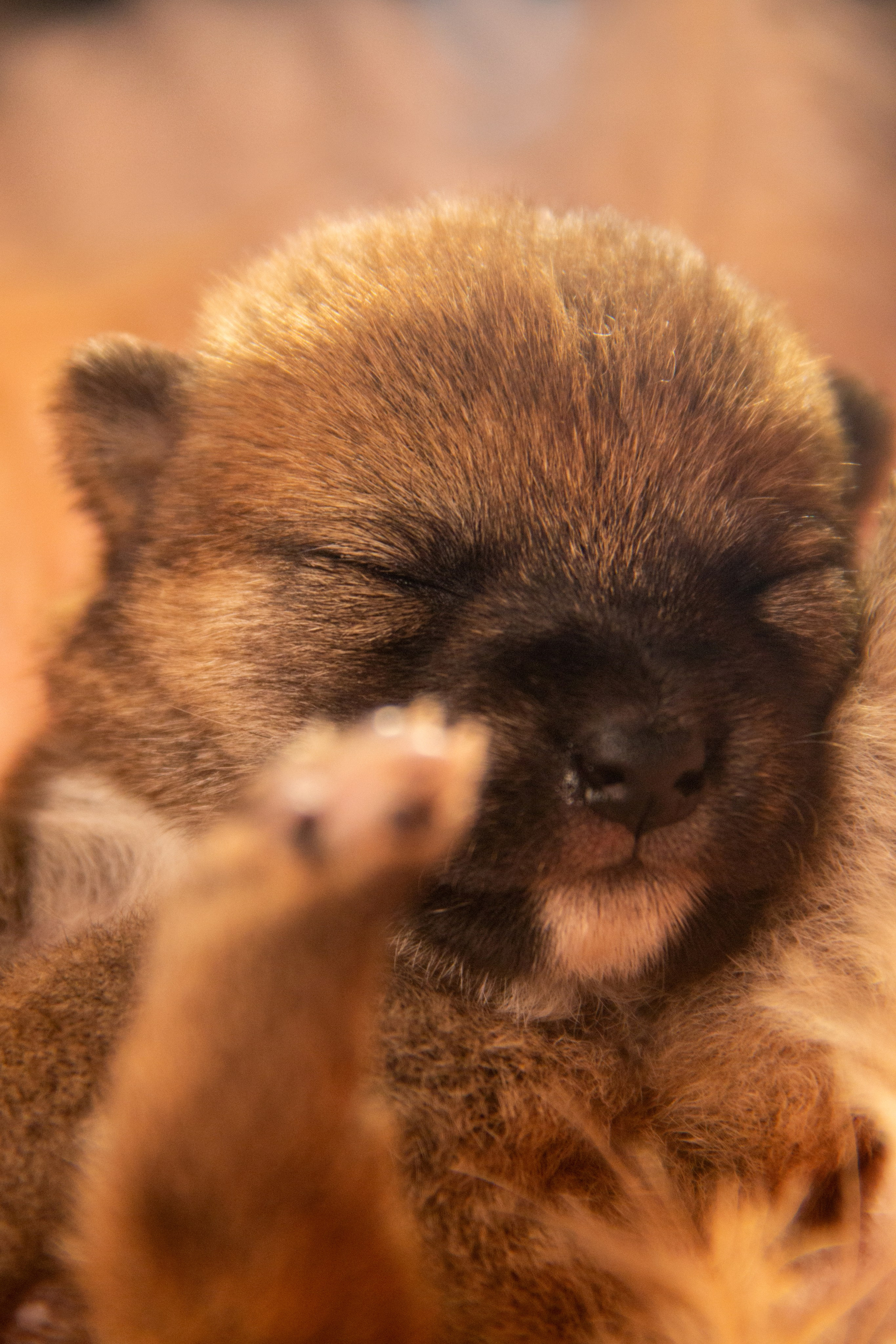 Щенки. Фотограф — анималист в Москве и области Ольга Петракова