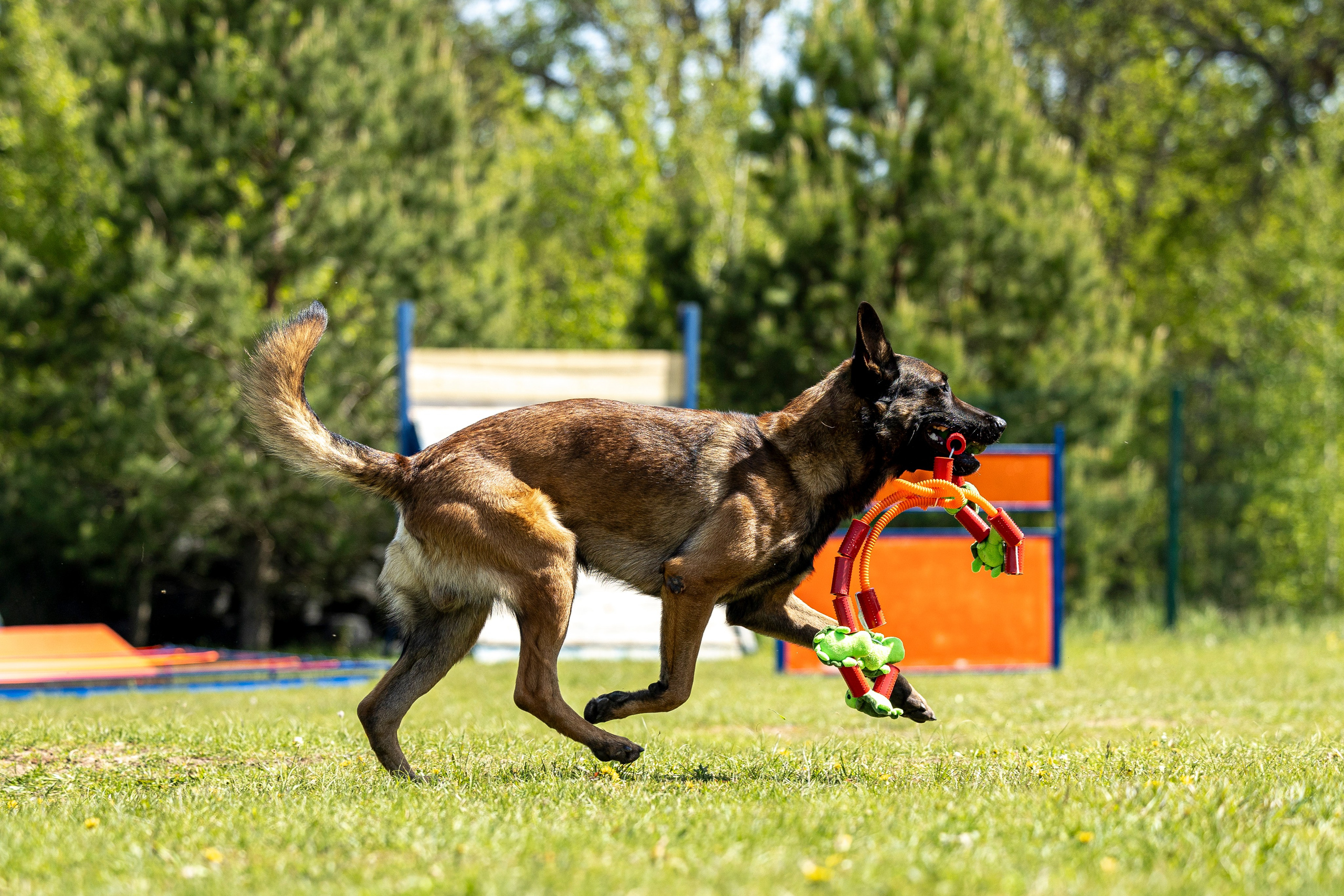 Испытания по мондьорингу в Нижнем Новгороде. Фотограф-анималист Анна Маринич