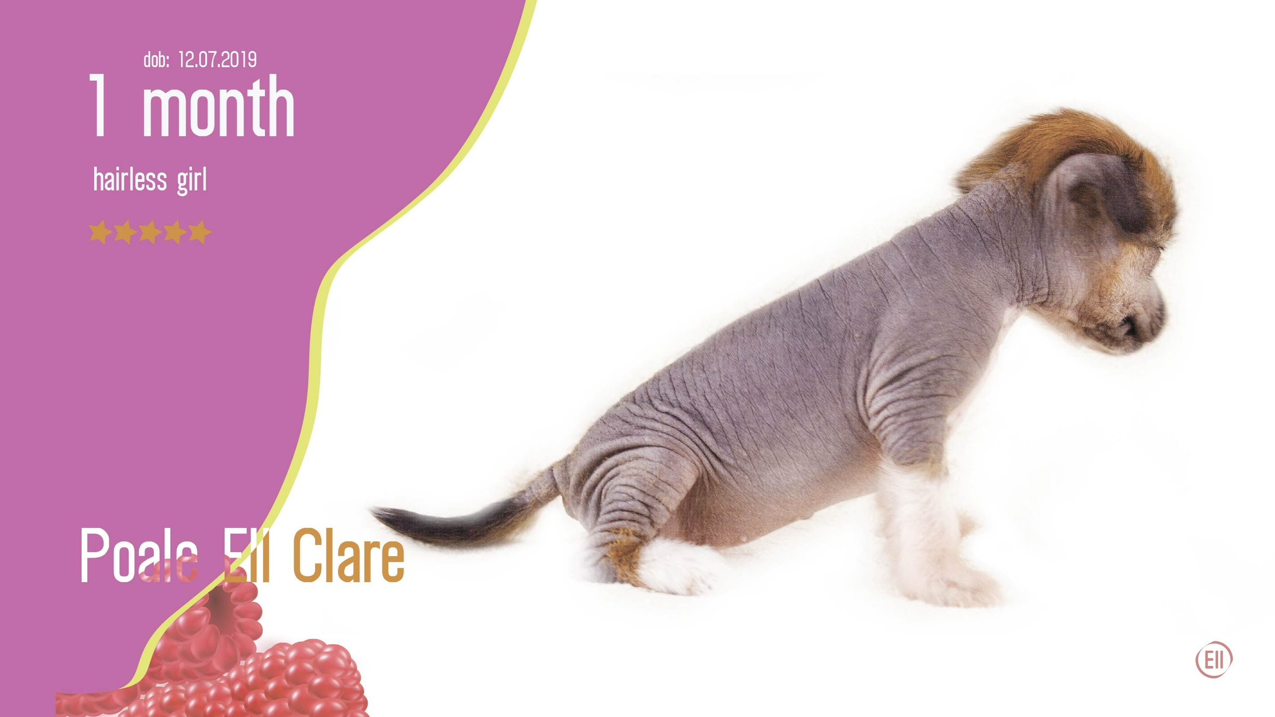 Litter C. Chinese Crested Dog Kennel Poale Ell