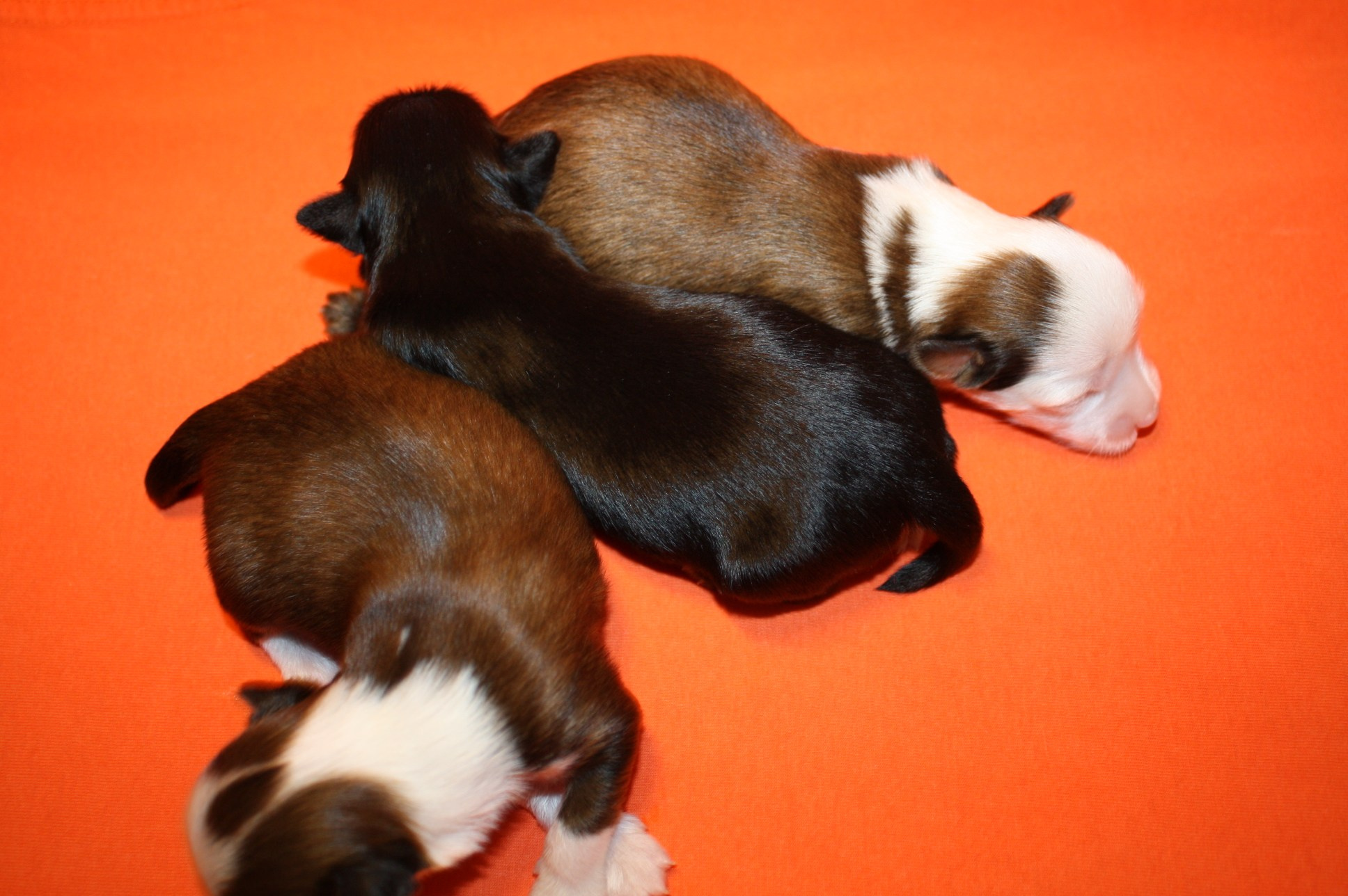 Litter B. Chinese Crested Dog Kennel Poale Ell