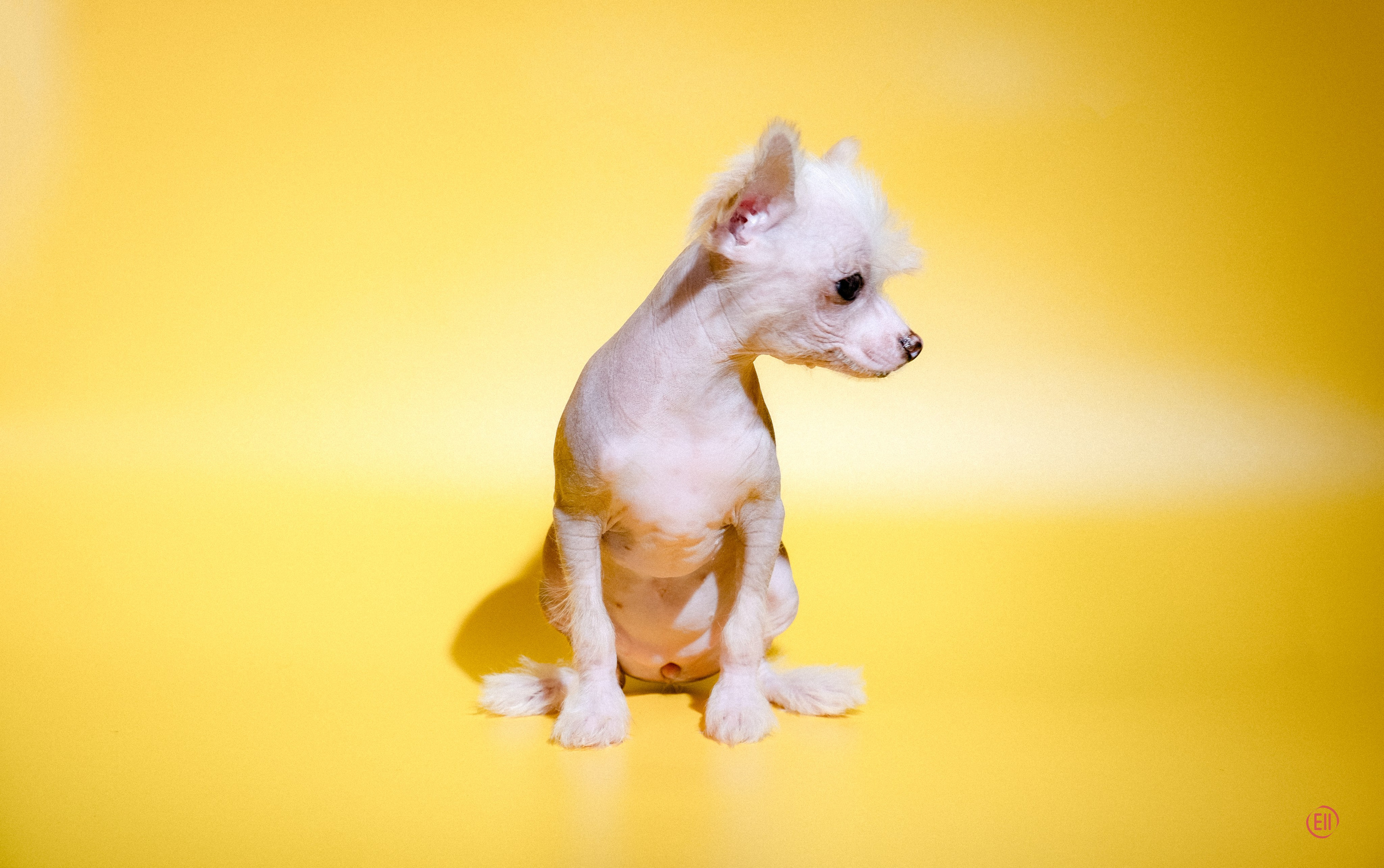 Помёт «D». Жёлтая фотосессия. Питомник китайских хохлатых собак Poale Ell: купить щенка в питомнике