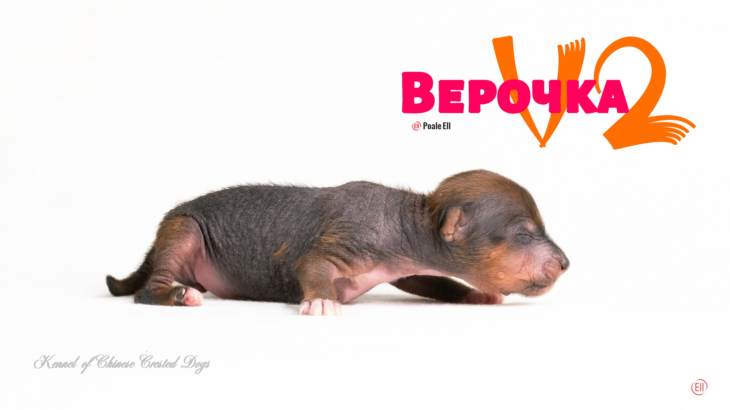 Poale Ell Vera hairless femaly dog. Chinese Crested Dog Kennel Poale Ell