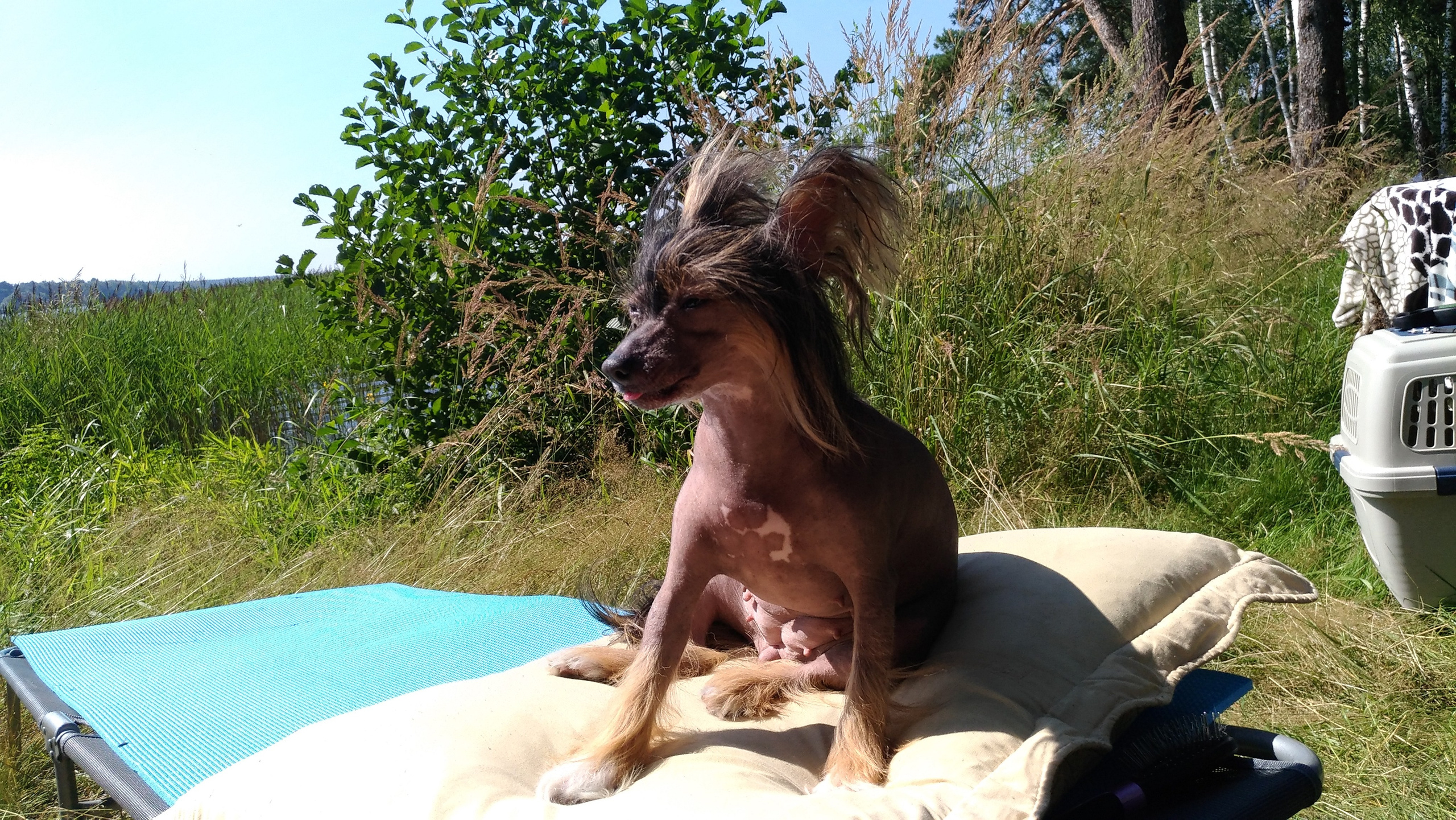 Hike to Konakovo. Poale Ell Chinese Crested Dog Kennel: Buy a puppy from the kennel