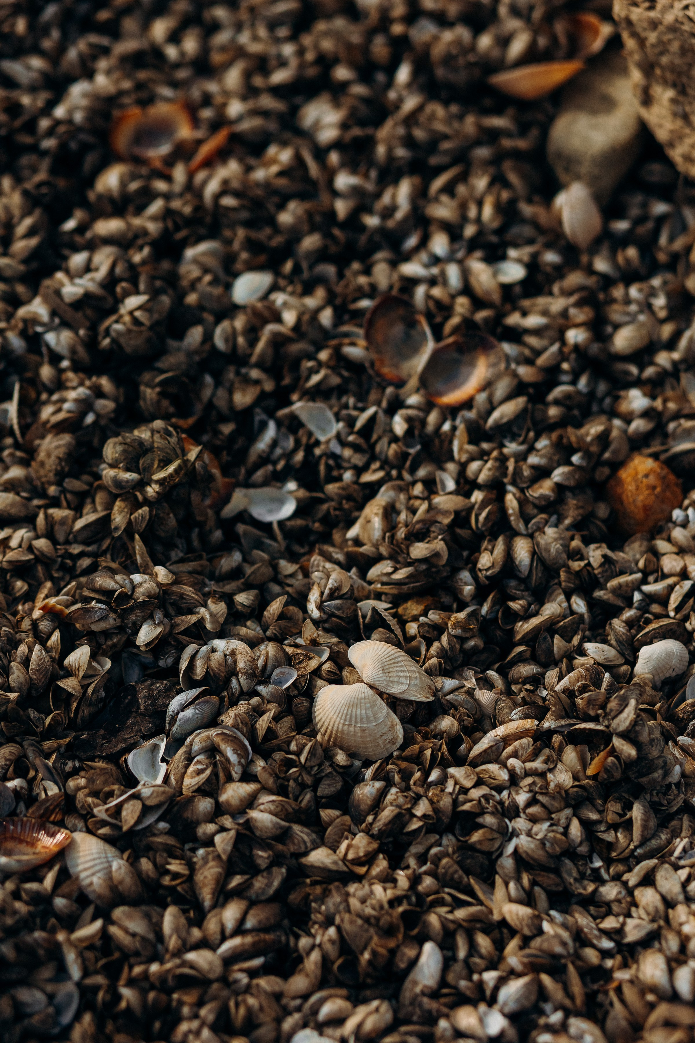 Оля Милана и Алиса. Семейный фотограф в Волгодонске Краченцева Анна