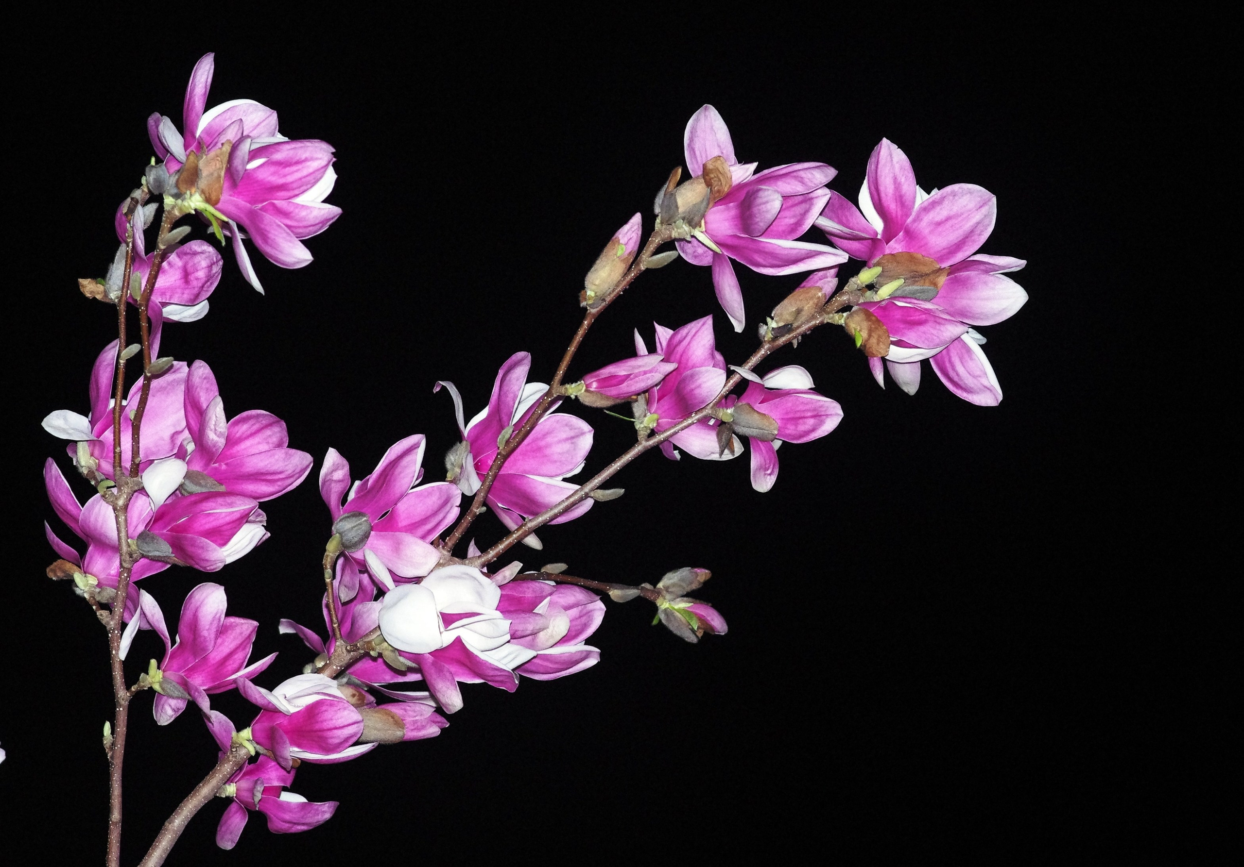 Цветочки-лепесточки. Фотограф Дмитрий Алексеев