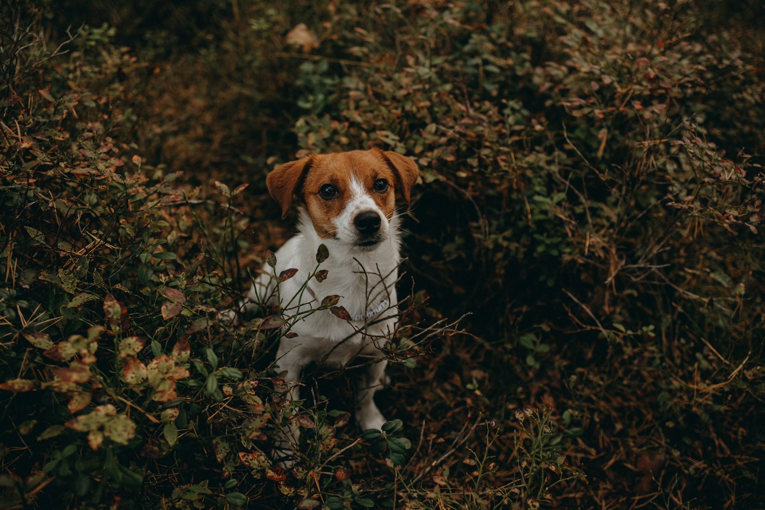 Лея и ее семья. Фотограф — Анималист | Санкт-Петербург