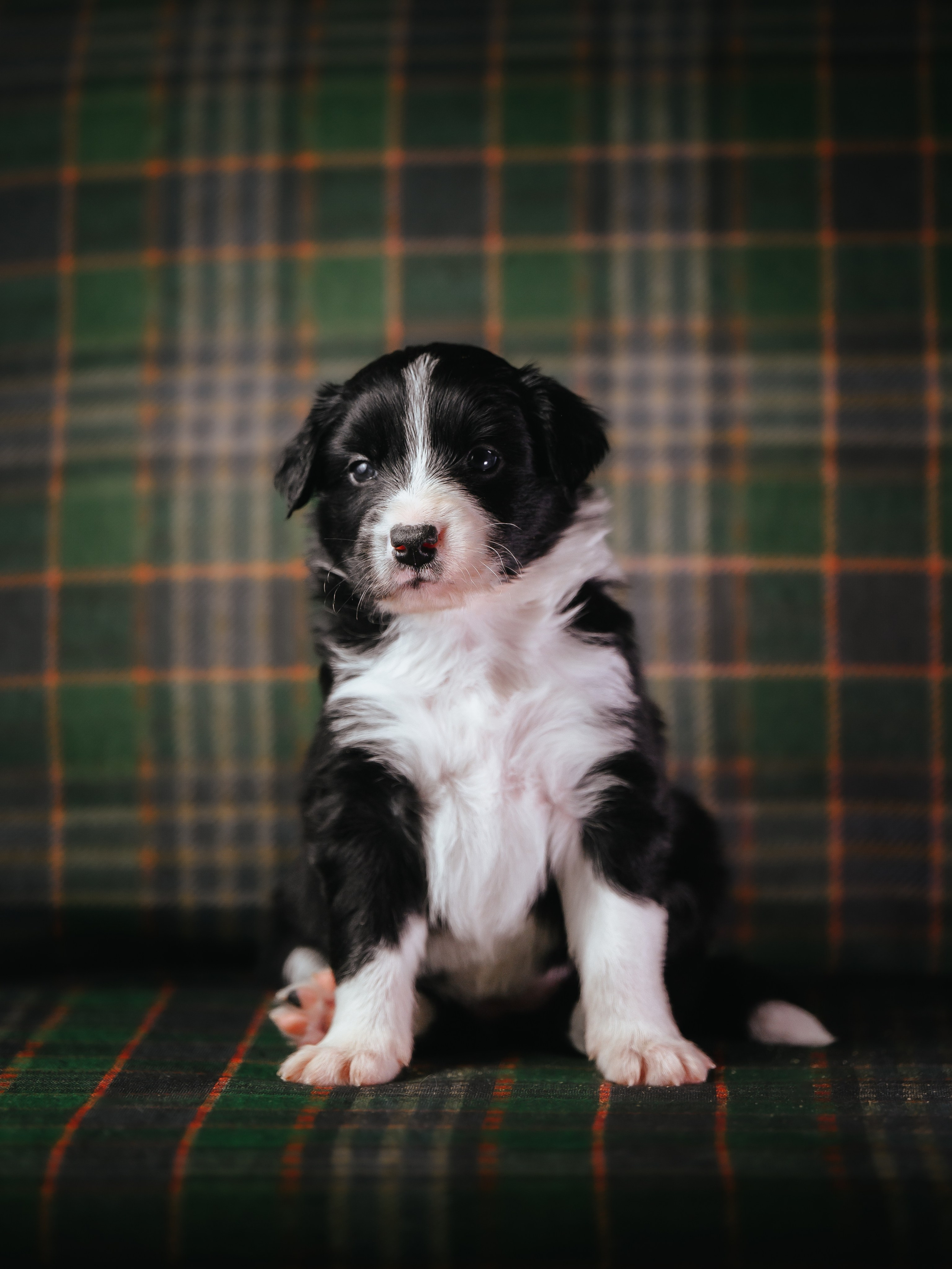 Бордер колли. Семейный фотограф анималист Ананьева Мария — Москва