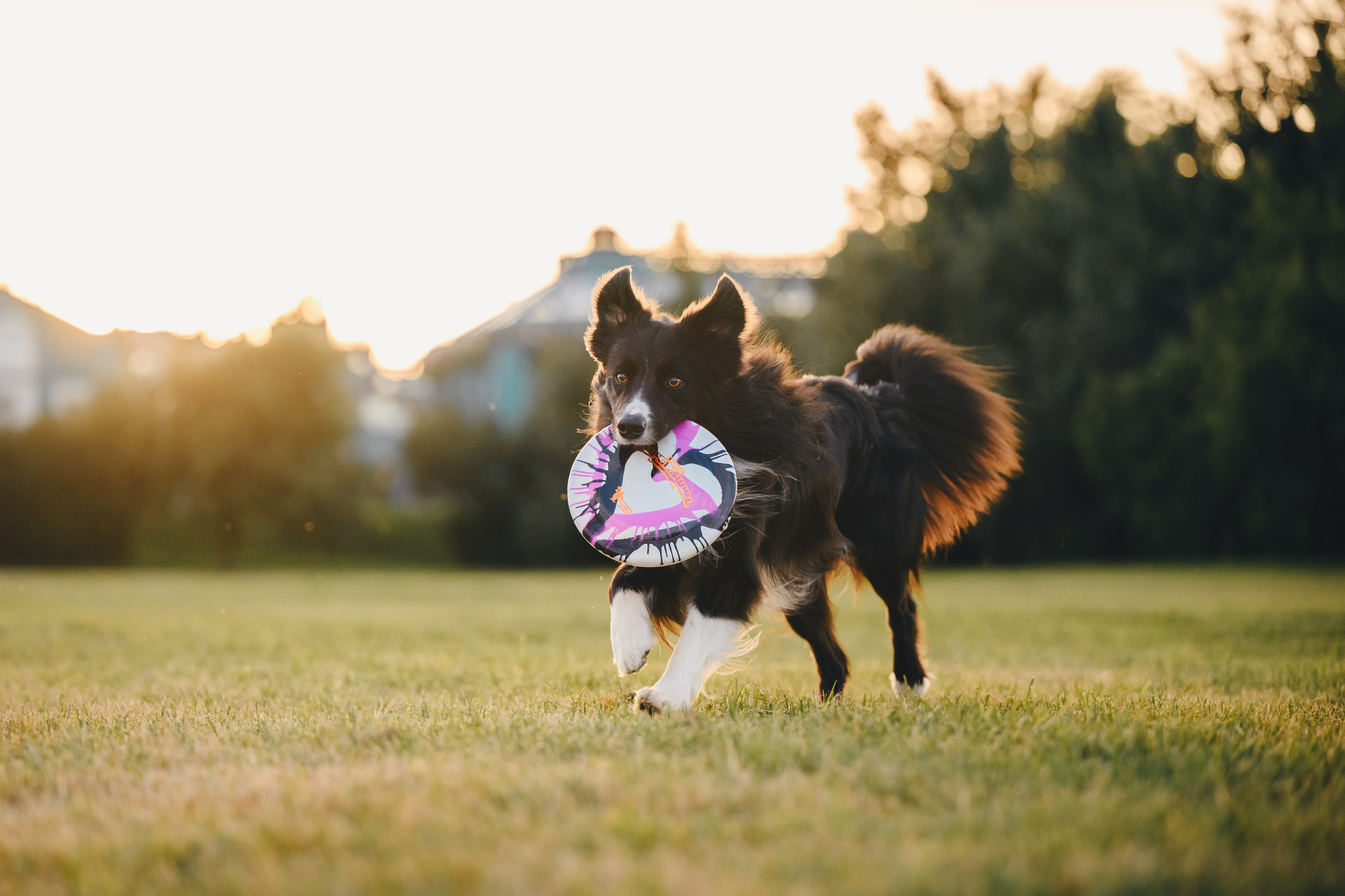 Марина и Эдж. Семейный фотограф анималист Ананьева Мария — Москва