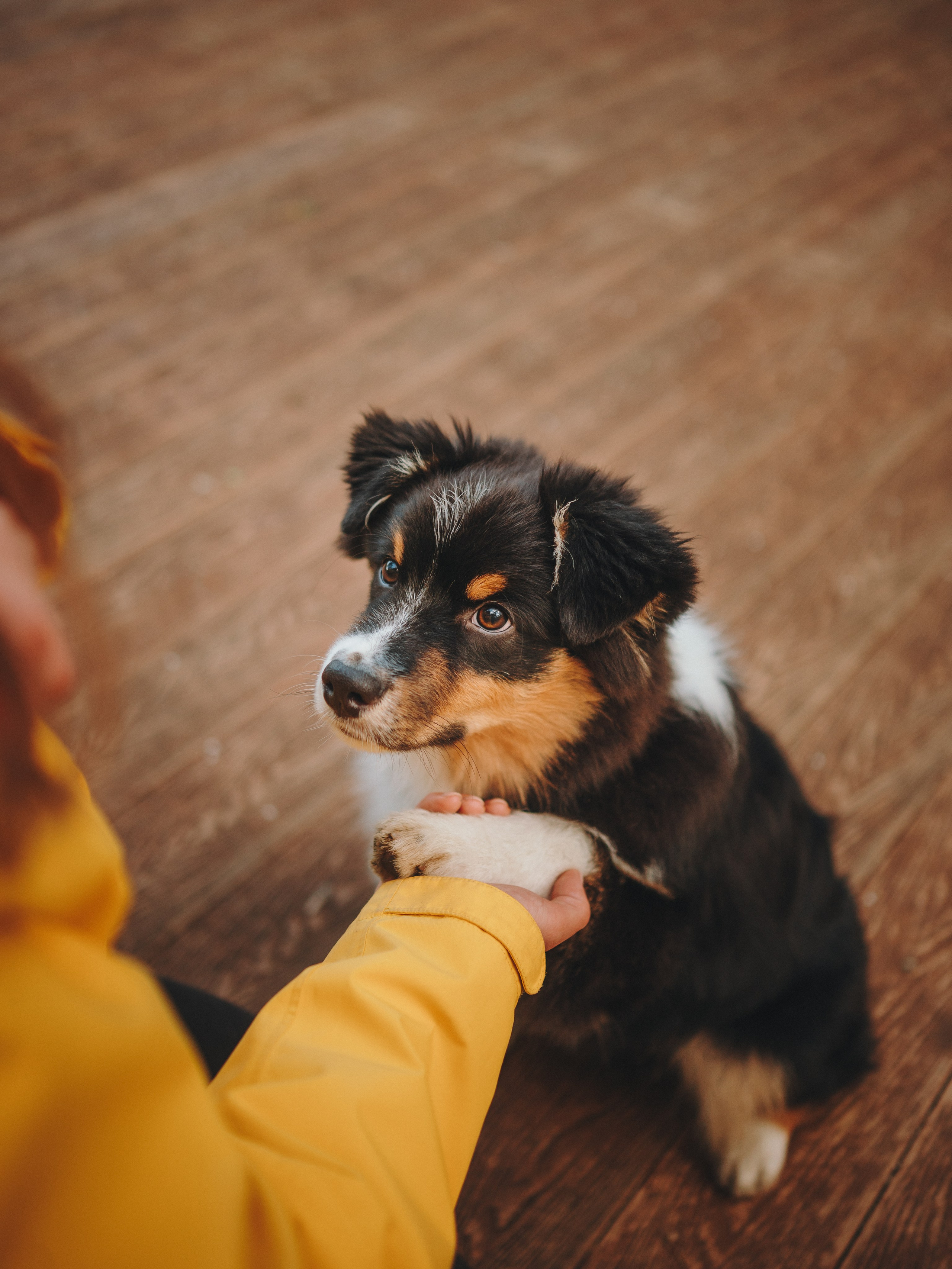 Софья и Сажик. Семейный фотограф анималист Ананьева Мария — Москва
