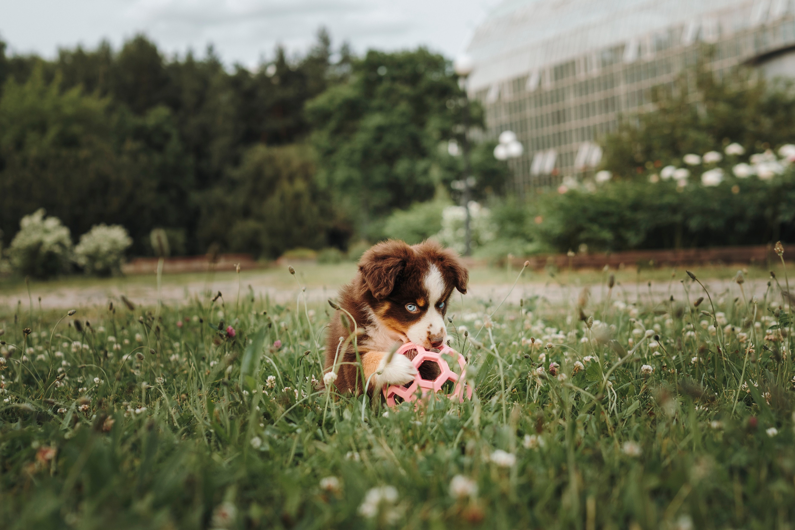 Вика, Ари и Нави. Семейный фотограф анималист Ананьева Мария — Москва