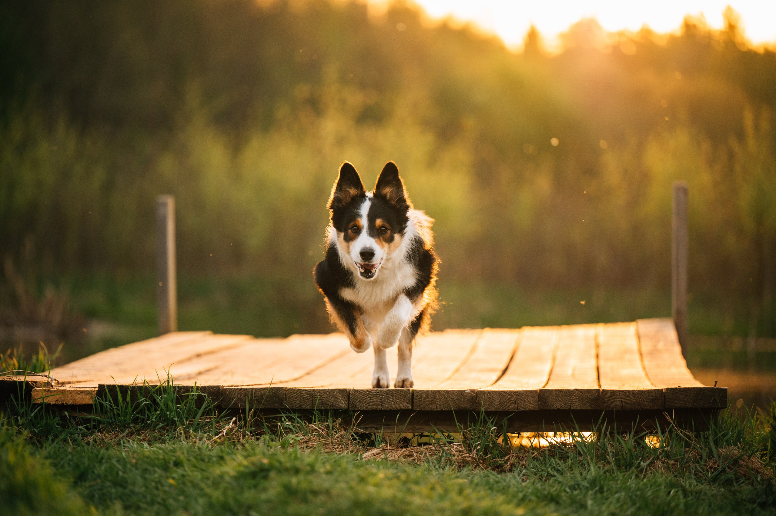 Алия, Ирвин и Грут. Семейный фотограф анималист Ананьева Мария — Москва