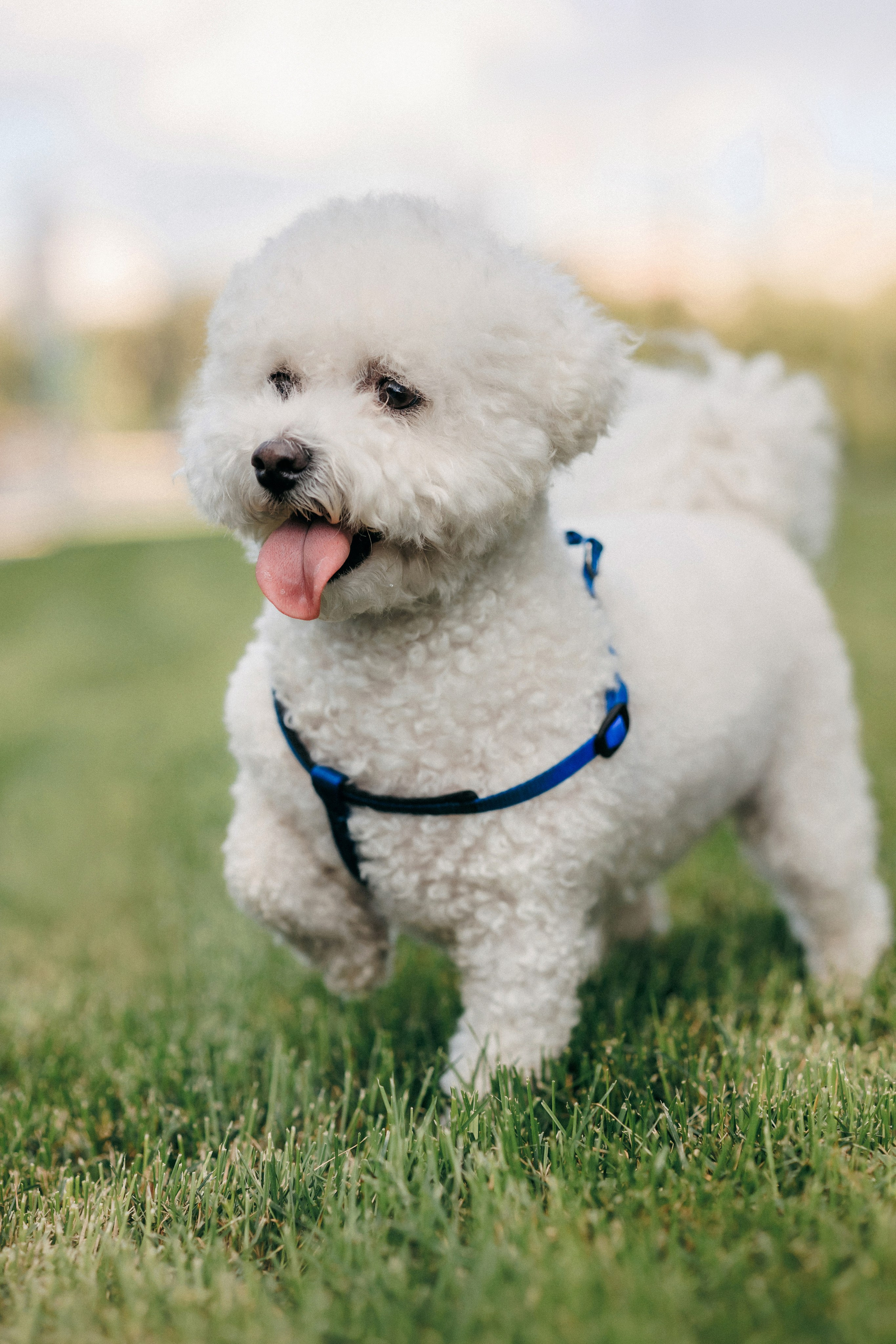 Марина, Данил и Бруно. Фотограф-анималист Елена Радченко, Москва