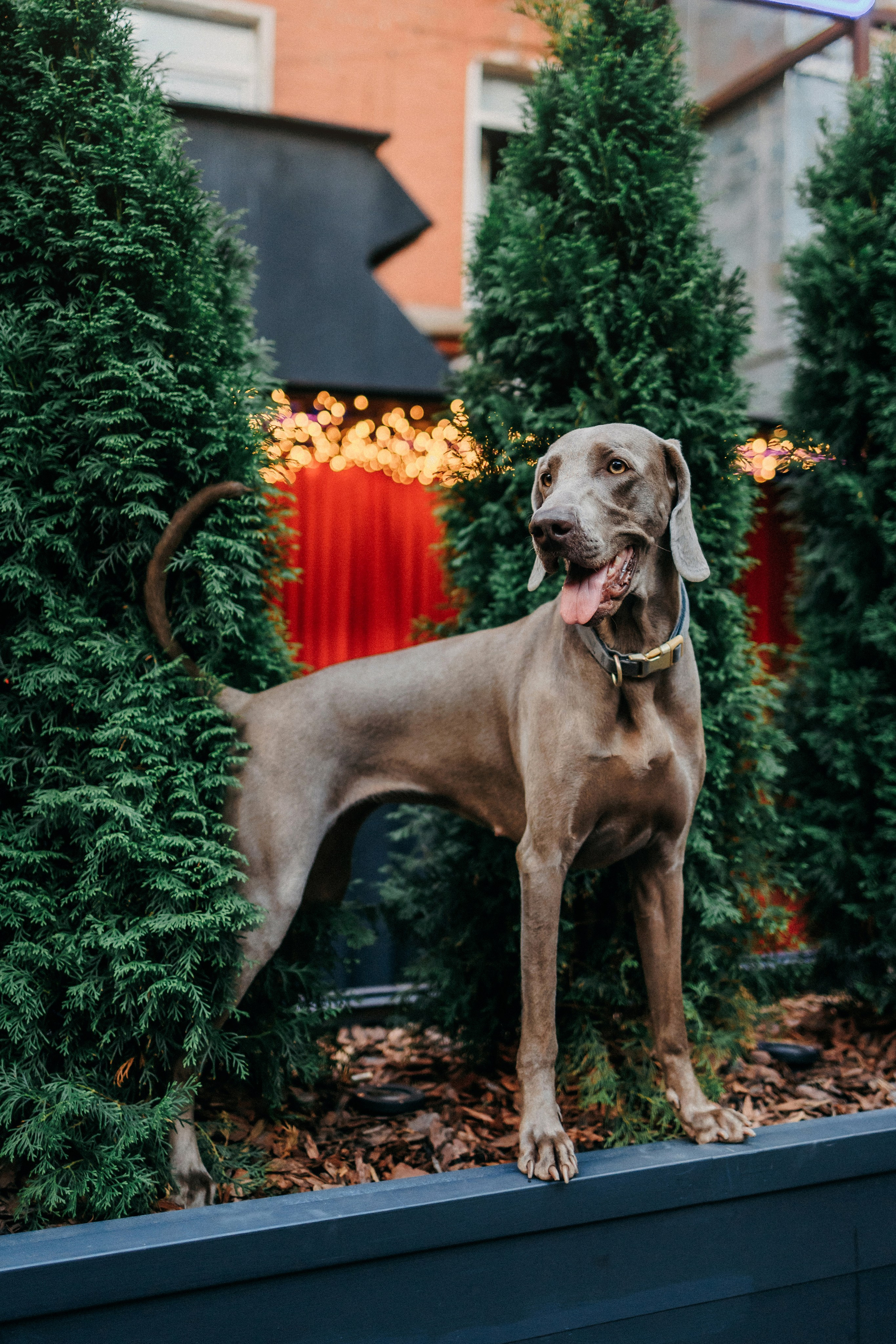 Соня и Майли. Фотограф-анималист Елена Радченко, Москва