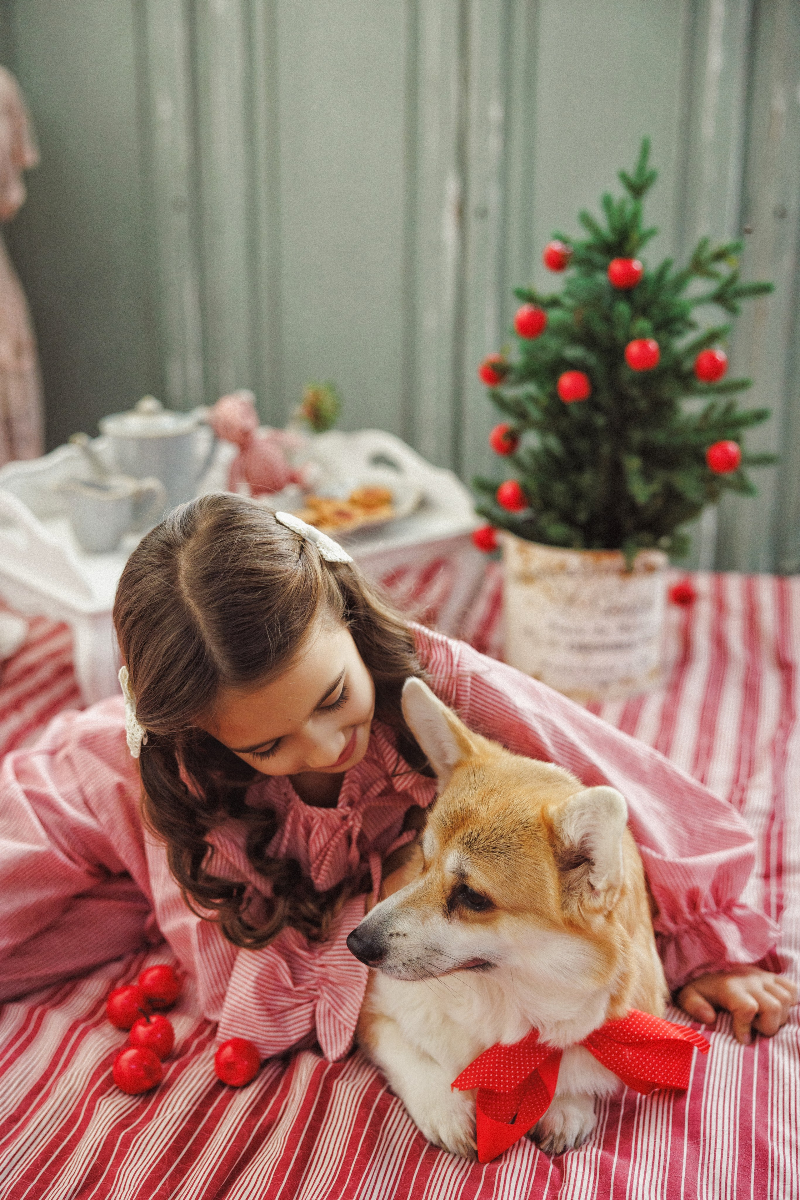 Новогодняя фотосессия с собачками породы Корги, город Краснодар. Семейный и детский фотограф в Краснодаре Анна Трашкова