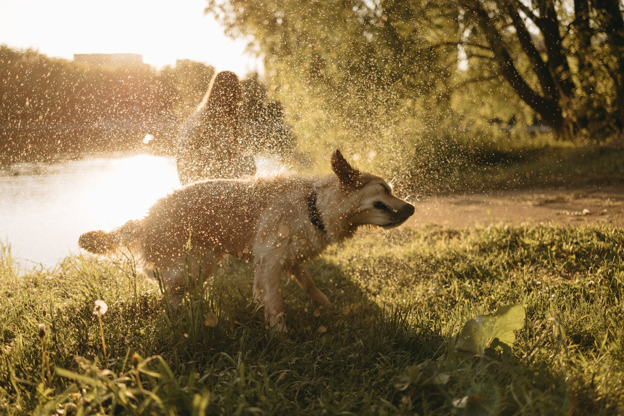 Пенни и ребята. Фотограф — Анималист | Санкт-Петербург
