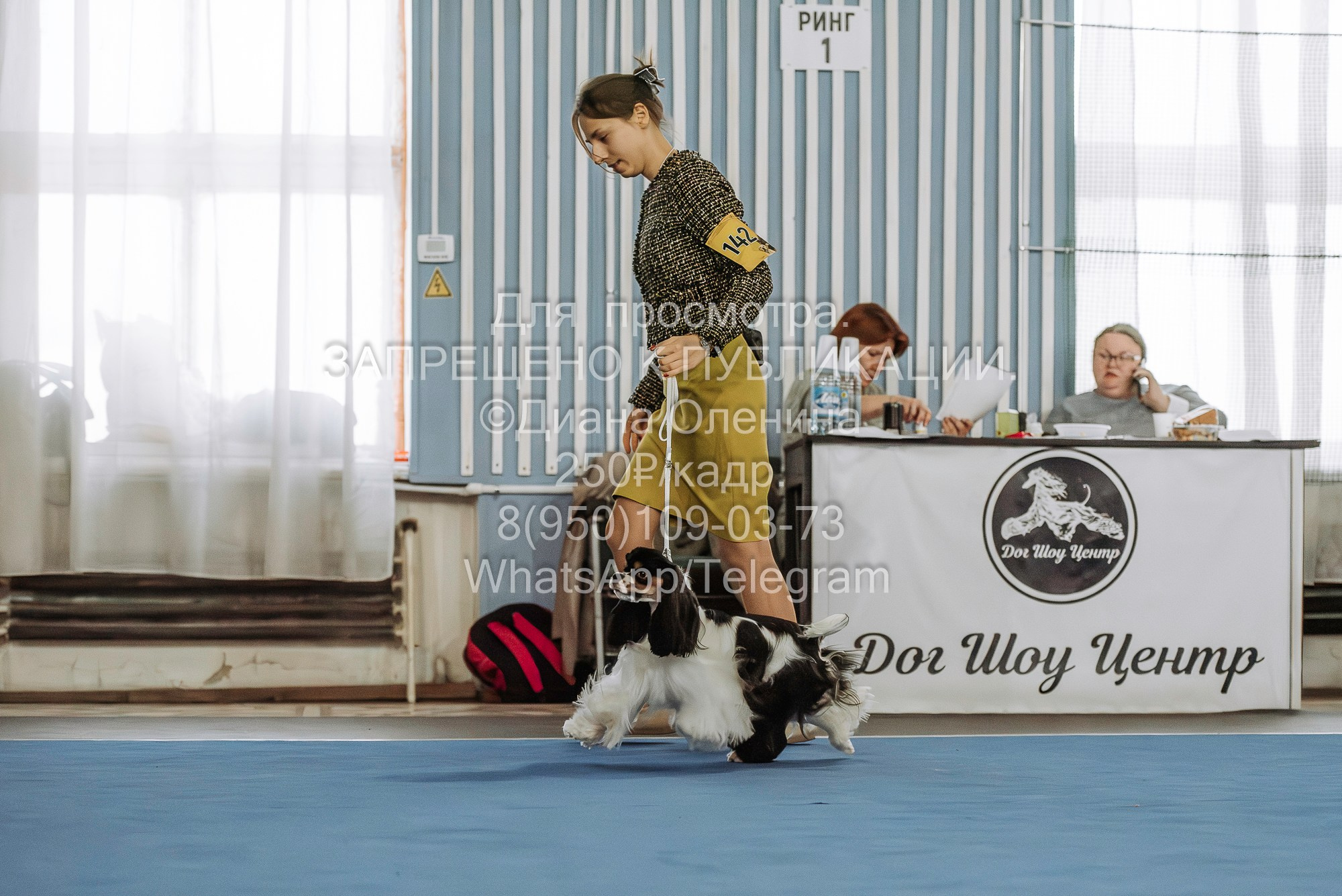 Выставка собак Красноярск 29.10.2023. Фотограф Диана Оленина Красноярск / Братск