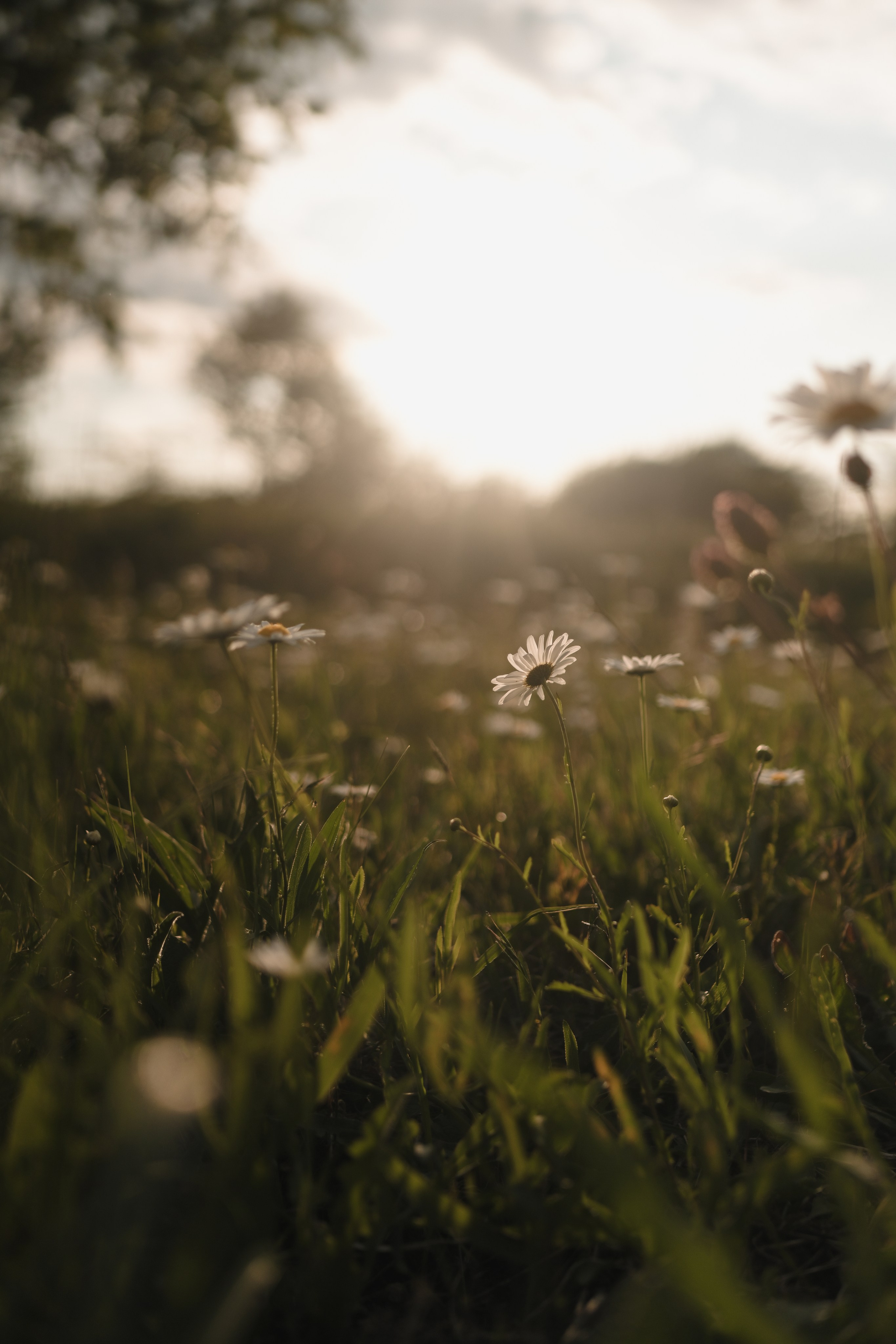 Семейная фотосессия в ромашковом поле в Крыму. Свадебный и семейный фотограф и видеограф, Крым, Москва, Санкт -Петербург