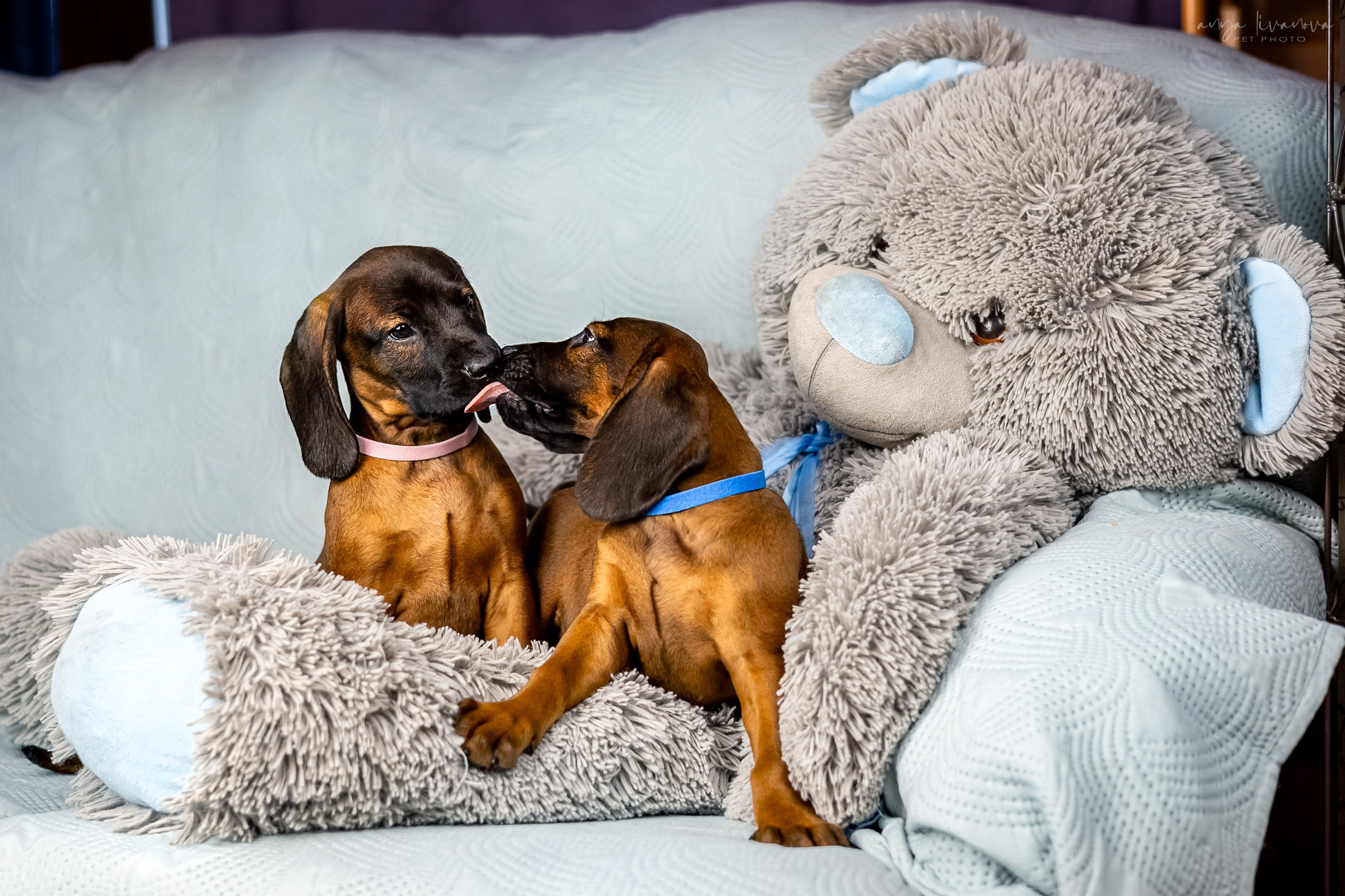 Баварцы. Фотограф анималист Аня Ливанова | Рыбинск