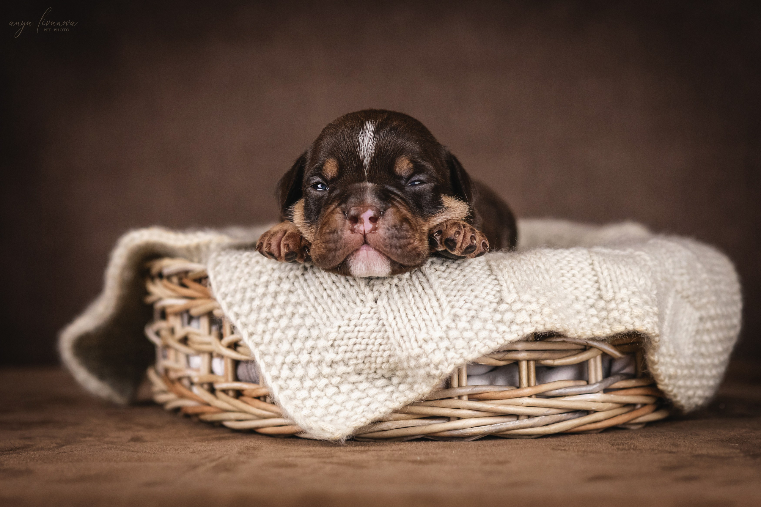 Амбулли. Фотограф анималист Аня Ливанова | Рыбинск
