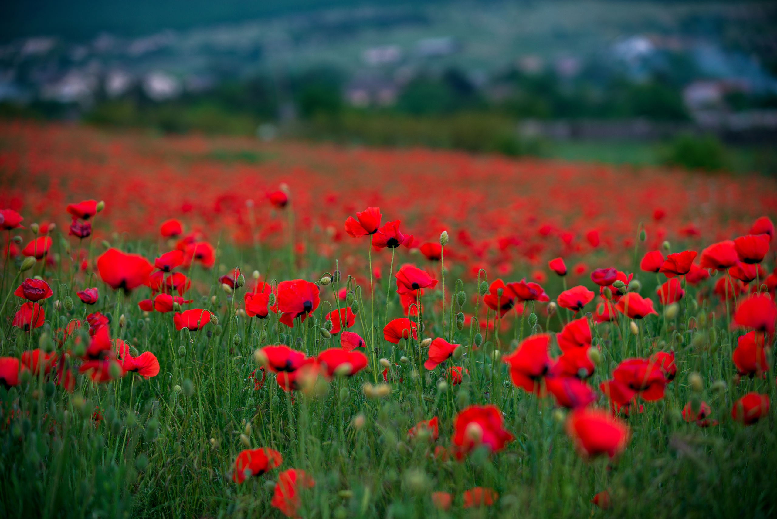 Что цветет в Крыму зимой, весной, летом и осенью. Семейный фотограф в Севастополе и Крыму Александра Погребняк