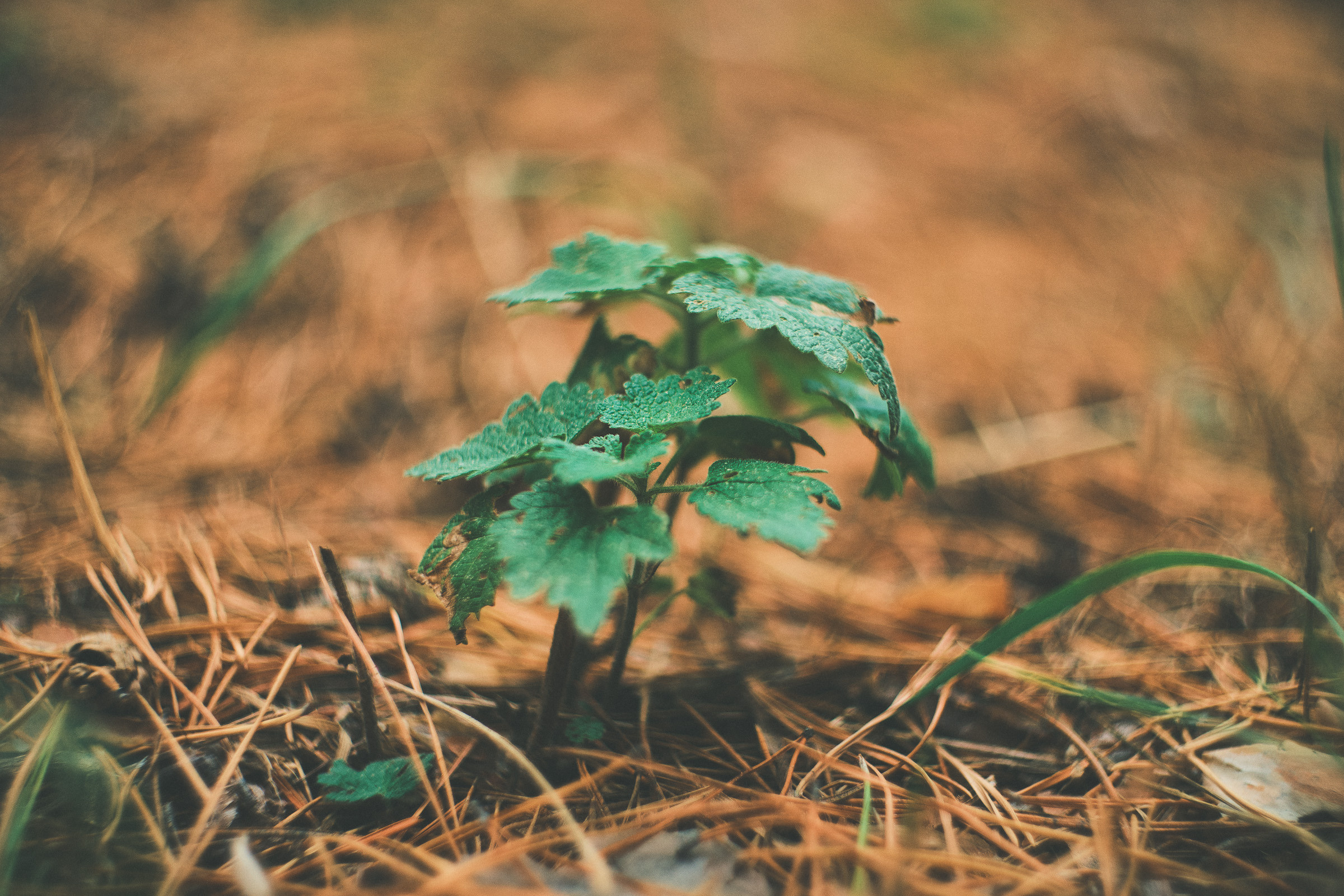 Осень. Фотограф Вадим Благодарный