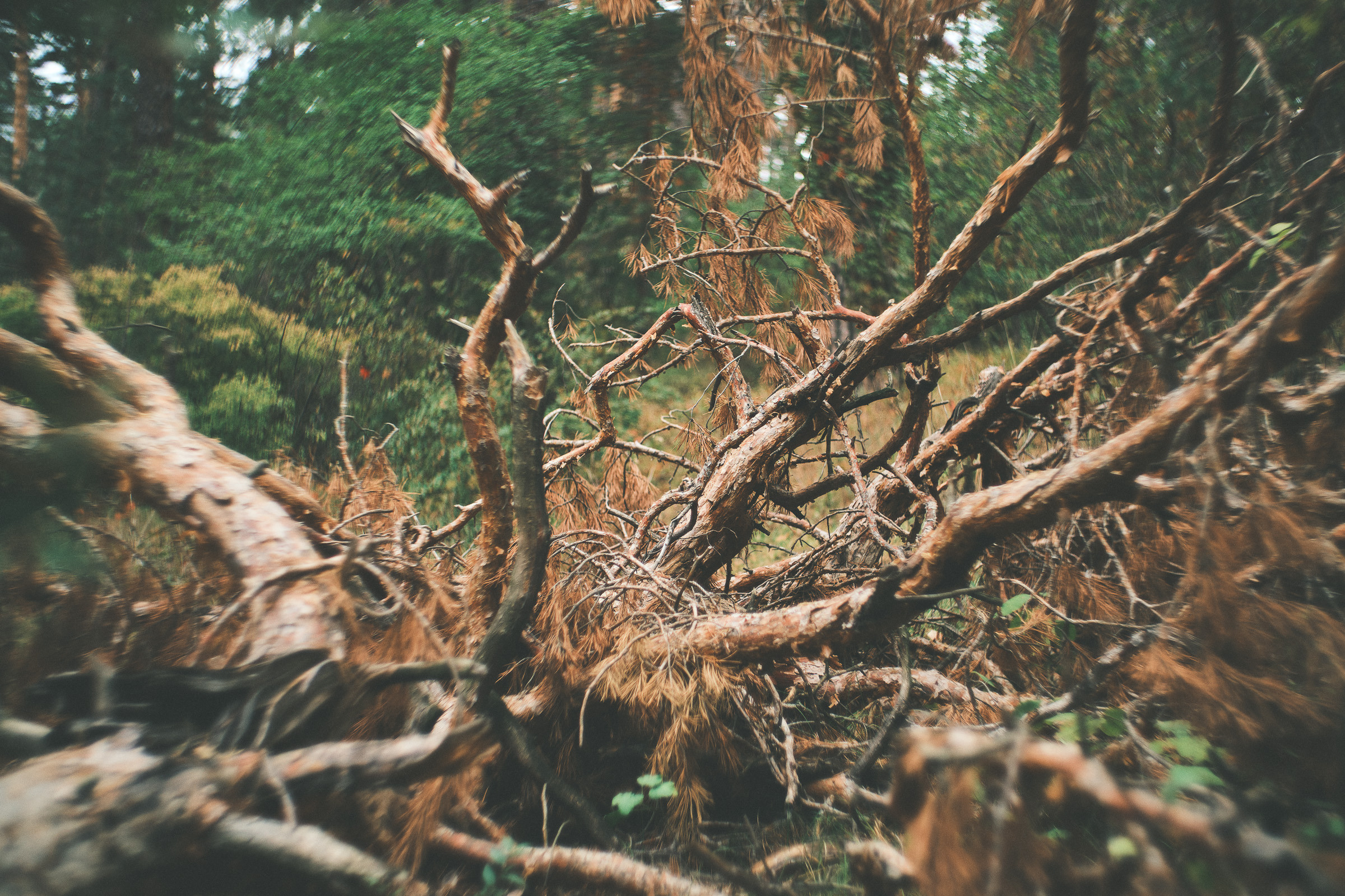 Осень. Фотограф Вадим Благодарный