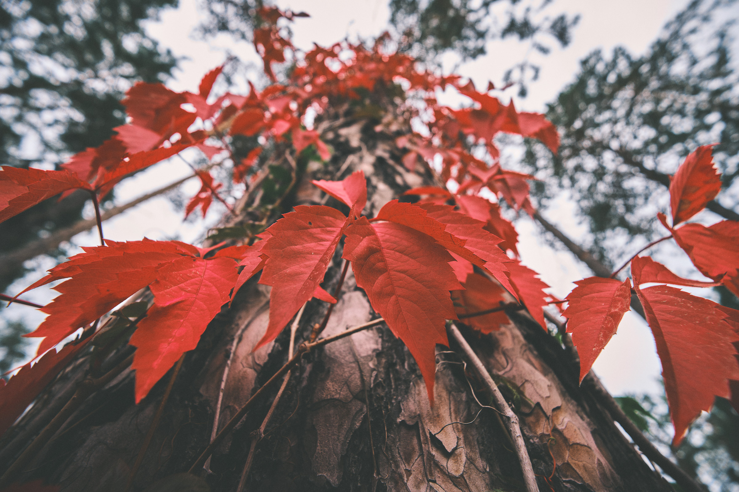 Осень. Фотограф Вадим Благодарный