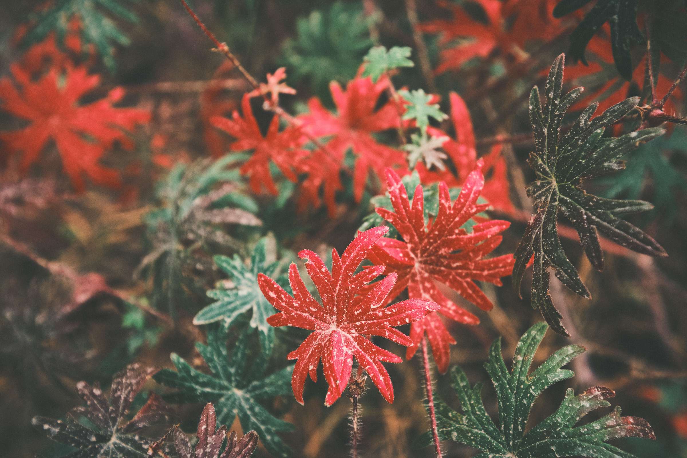 Осень. Фотограф Вадим Благодарный