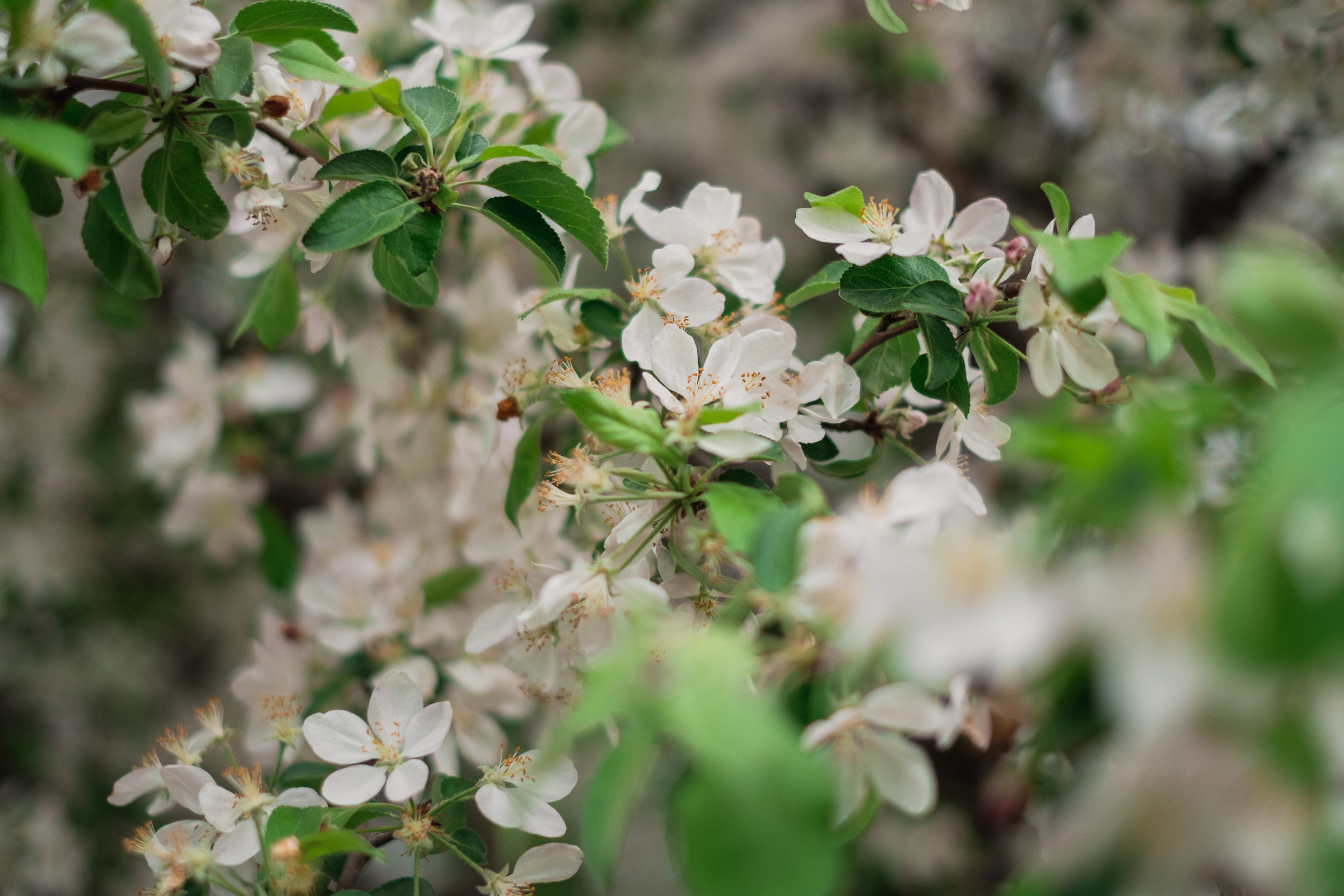 Настя + Артём. Фотограф Вадим Благодарный