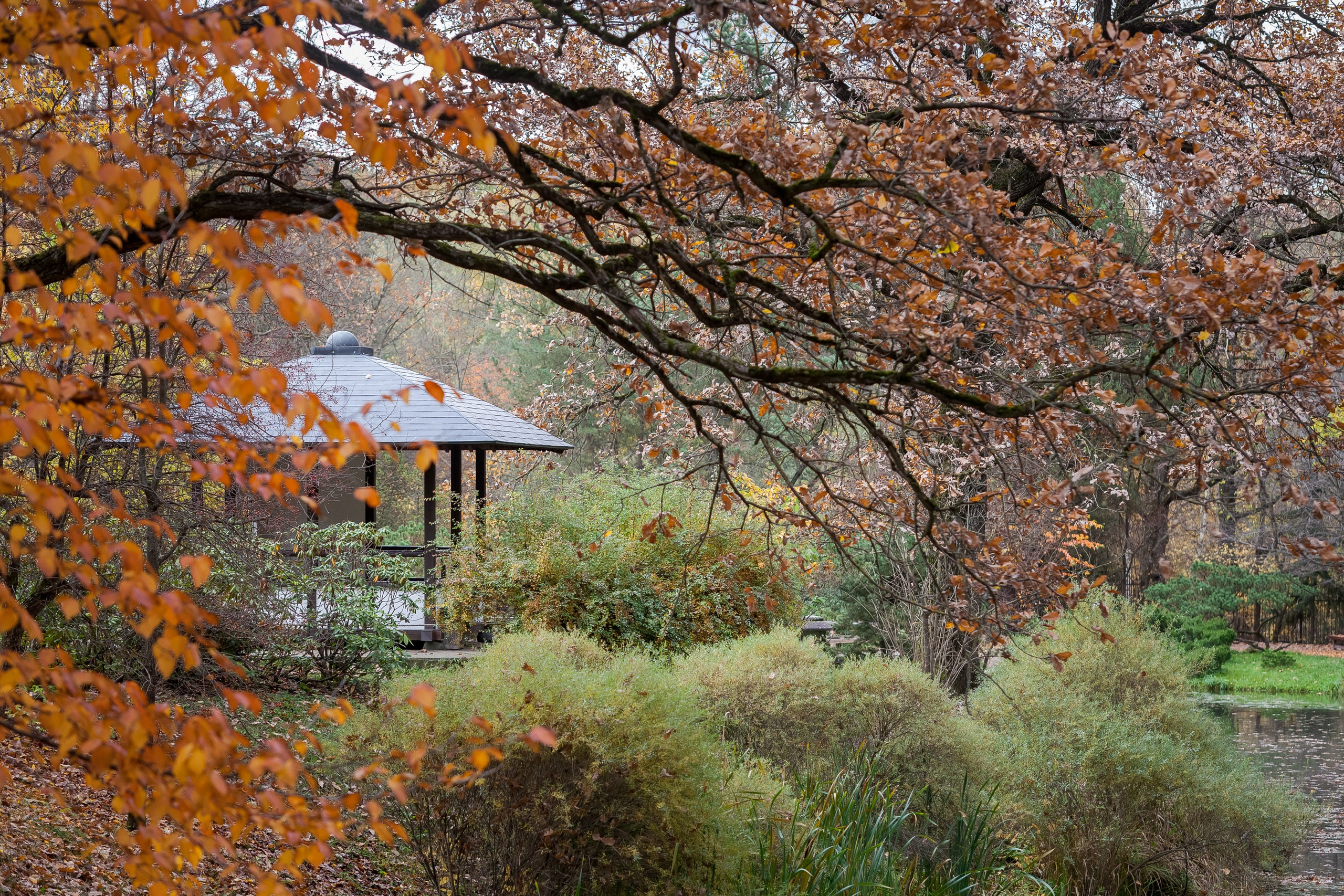 Ботанический сад имени Н. В. Цицина. Фотограф Виталий Туманов. Туманов Виталий — фотограф Москва