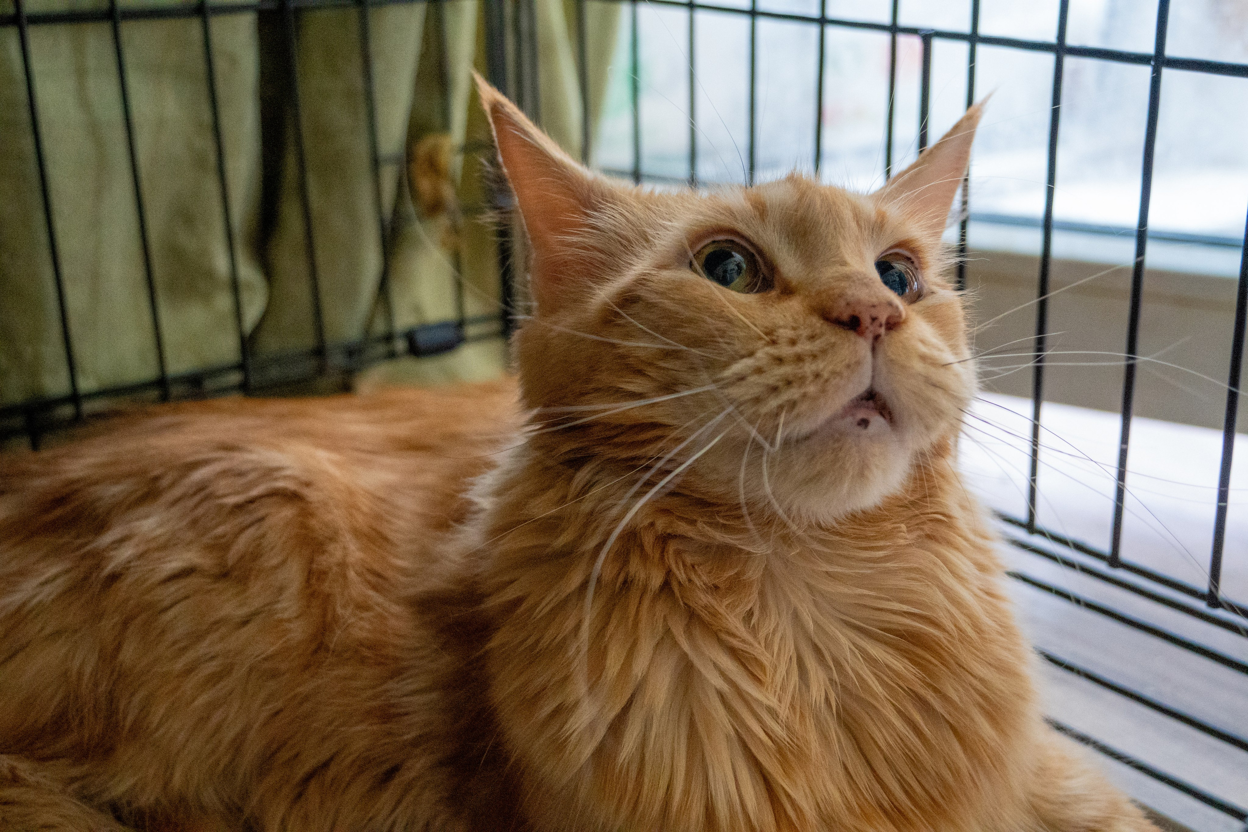 Приют для животных «Пушистые друзья». Видеограф, фотограф в Санкт-Петербурге Элеонора Петрова