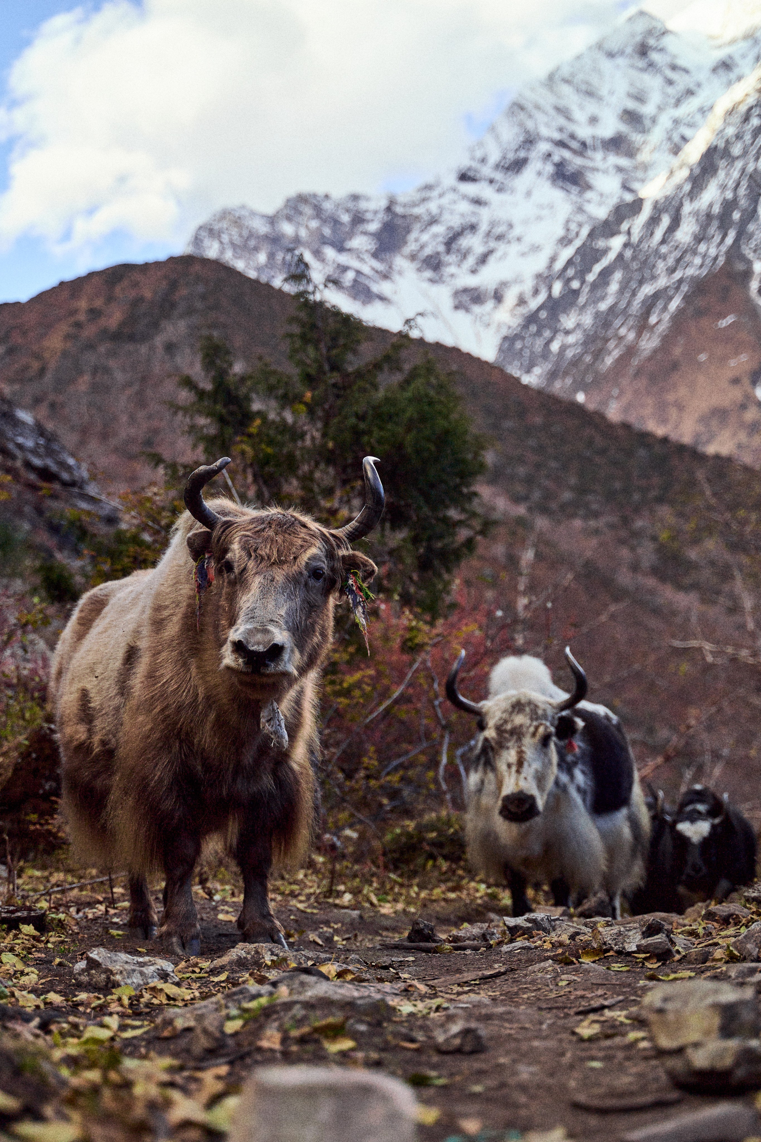 Непал. Фото