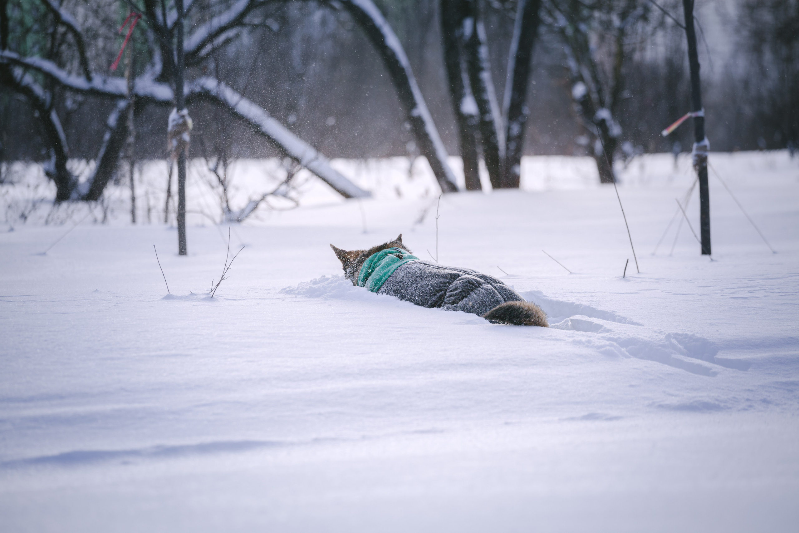 Зимняя экспресс съемка Дюка. Фотограф-анималист Татьяна Степанова