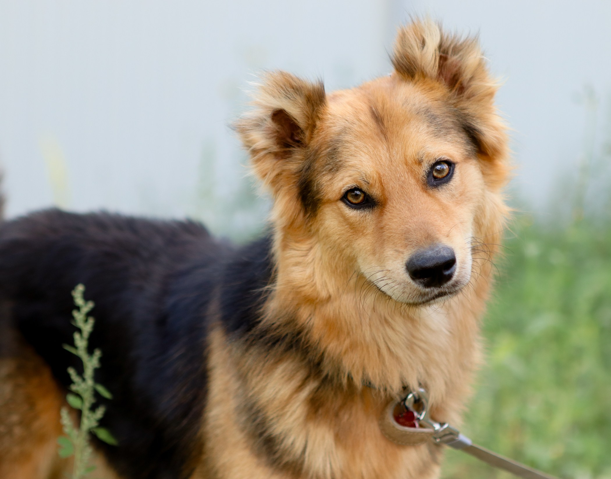 Собаки. Фотограф-анималист Полина Колкова | Москва