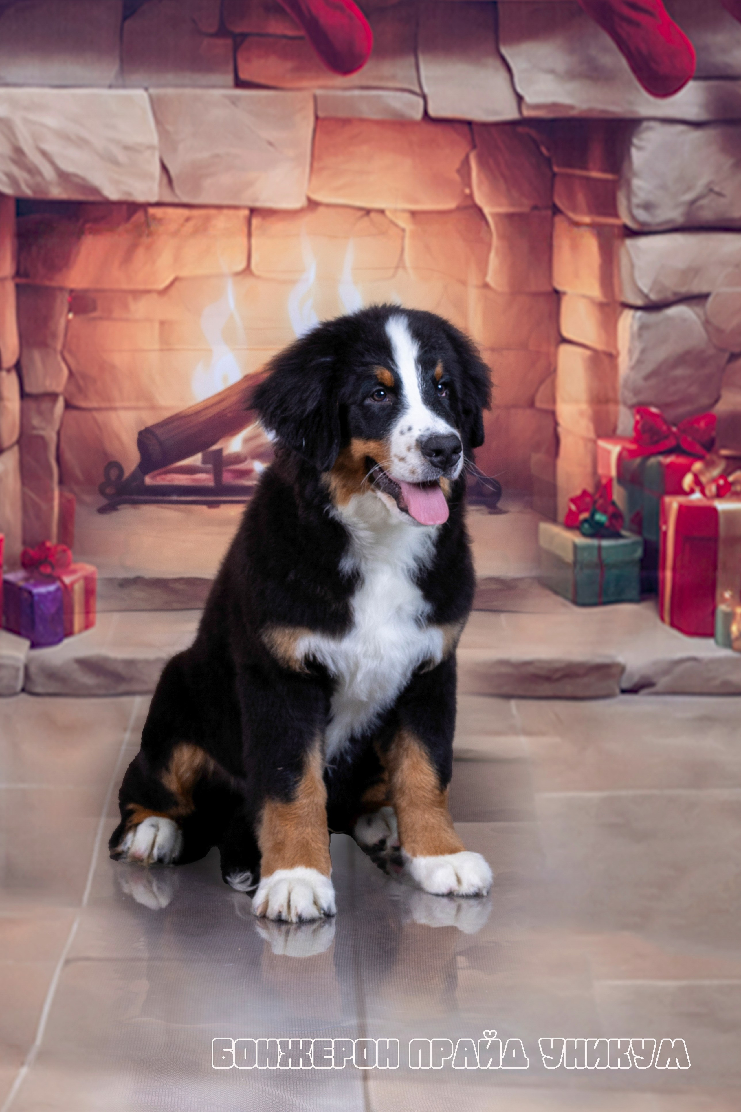 Бонжерон прайд. Фотограф 📸 семейный, предметный, репортажный