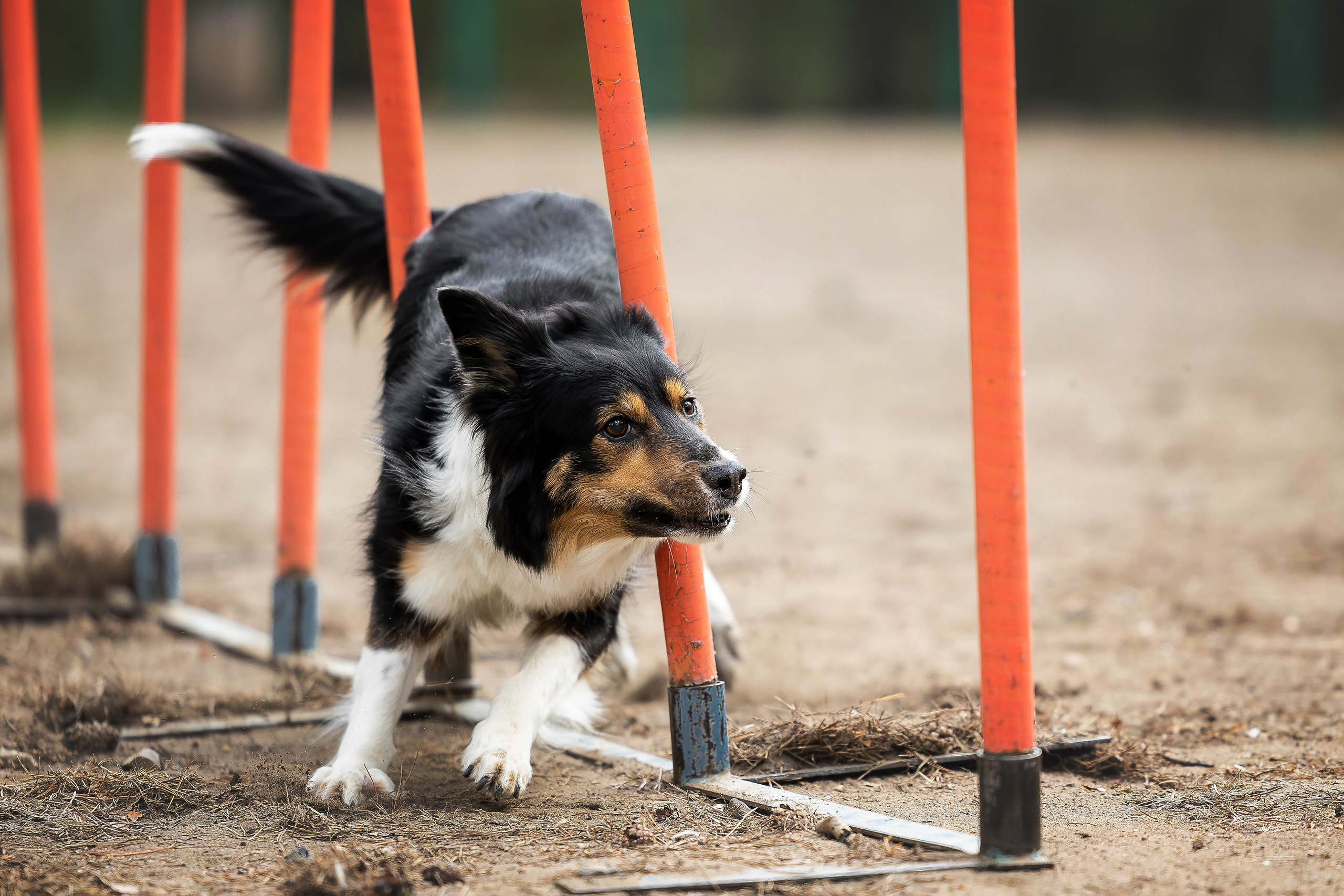 Тренировка аджилити. Фотограф Анималист в Перми Анастасия Остерман
