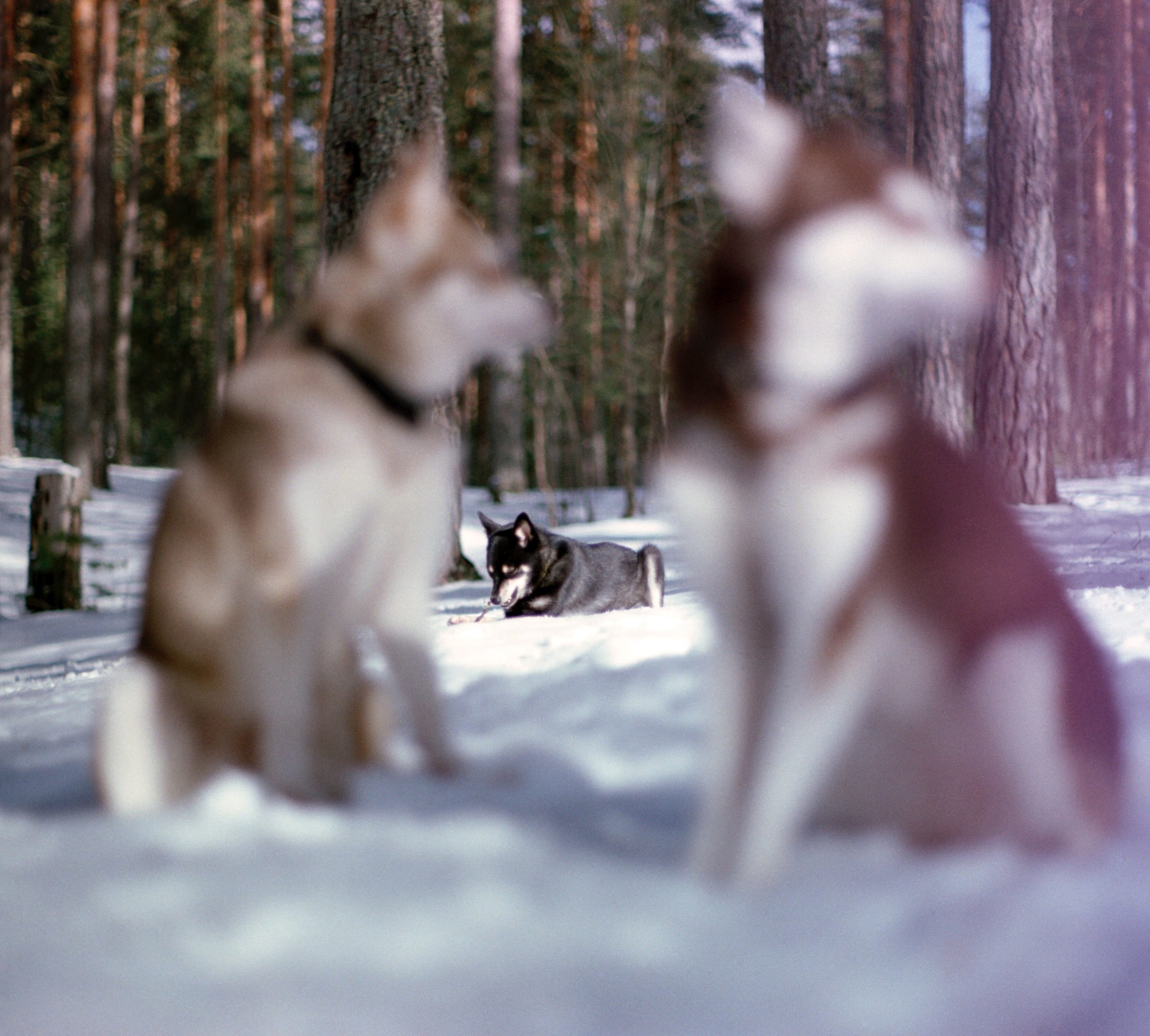 W. Стилист и плёночный фотограф Анастасия Шлокова в Санкт-Петербурге и Москве